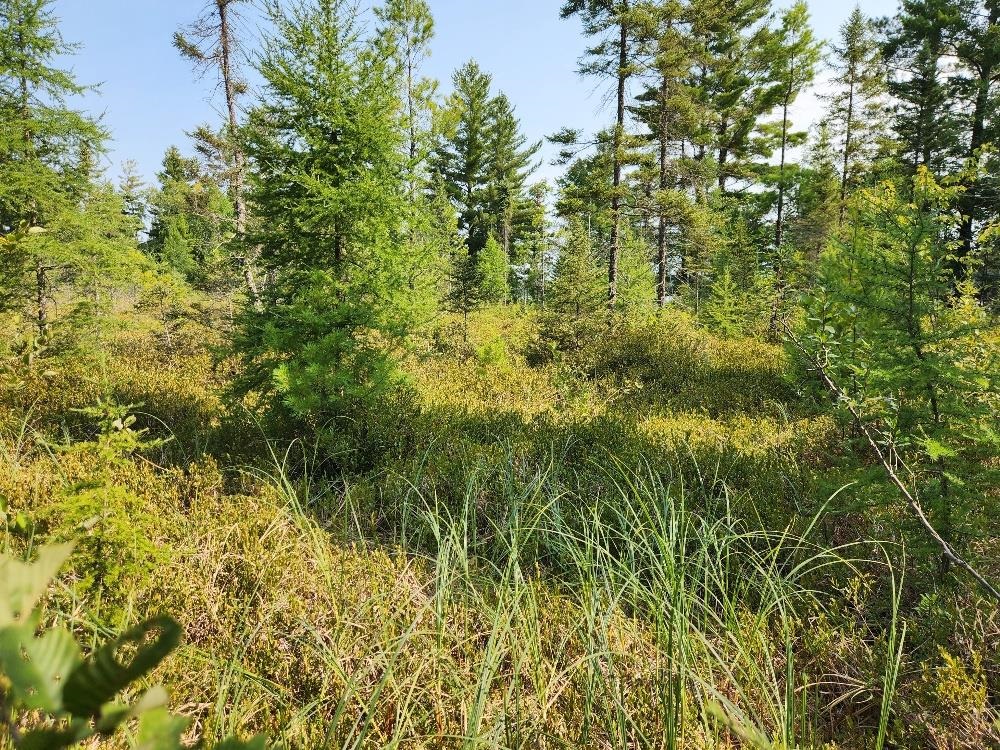 On W AMBER LAKE ROAD, Lac du Flambeau, Wisconsin 54538, ,Land,For Sale,On W AMBER LAKE ROAD,22604388