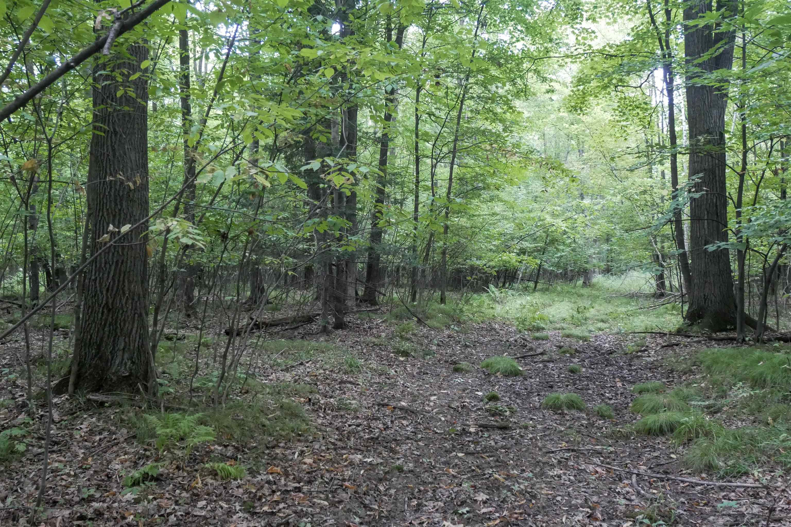 +/-80 Acres PINE AVENUE, Medford, Wisconsin 54451, ,Land,For Sale,+/-80 Acres PINE AVENUE,22604457