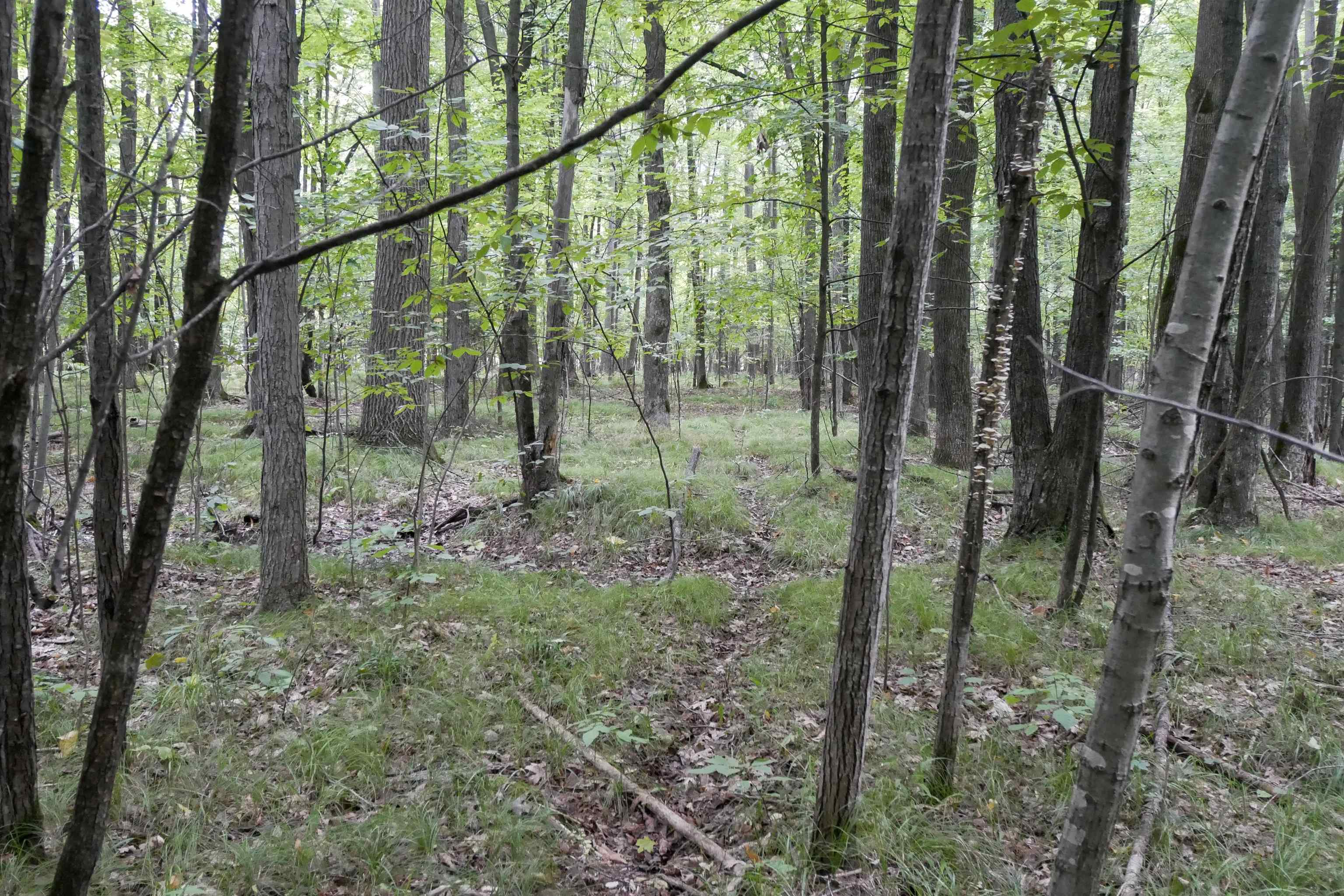 +/-80 Acres PINE AVENUE, Medford, Wisconsin 54451, ,Land,For Sale,+/-80 Acres PINE AVENUE,22604457