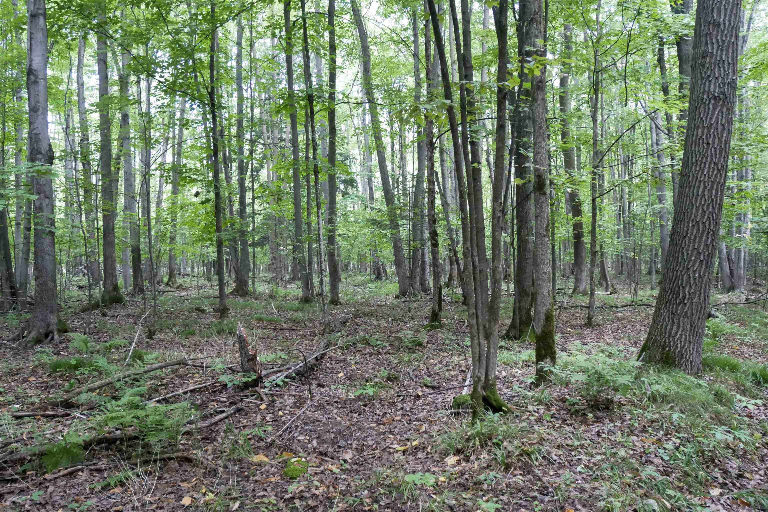 +/-80 Acres PINE AVENUE, Medford, Wisconsin 54451, ,Land,For Sale,+/-80 Acres PINE AVENUE,22604457