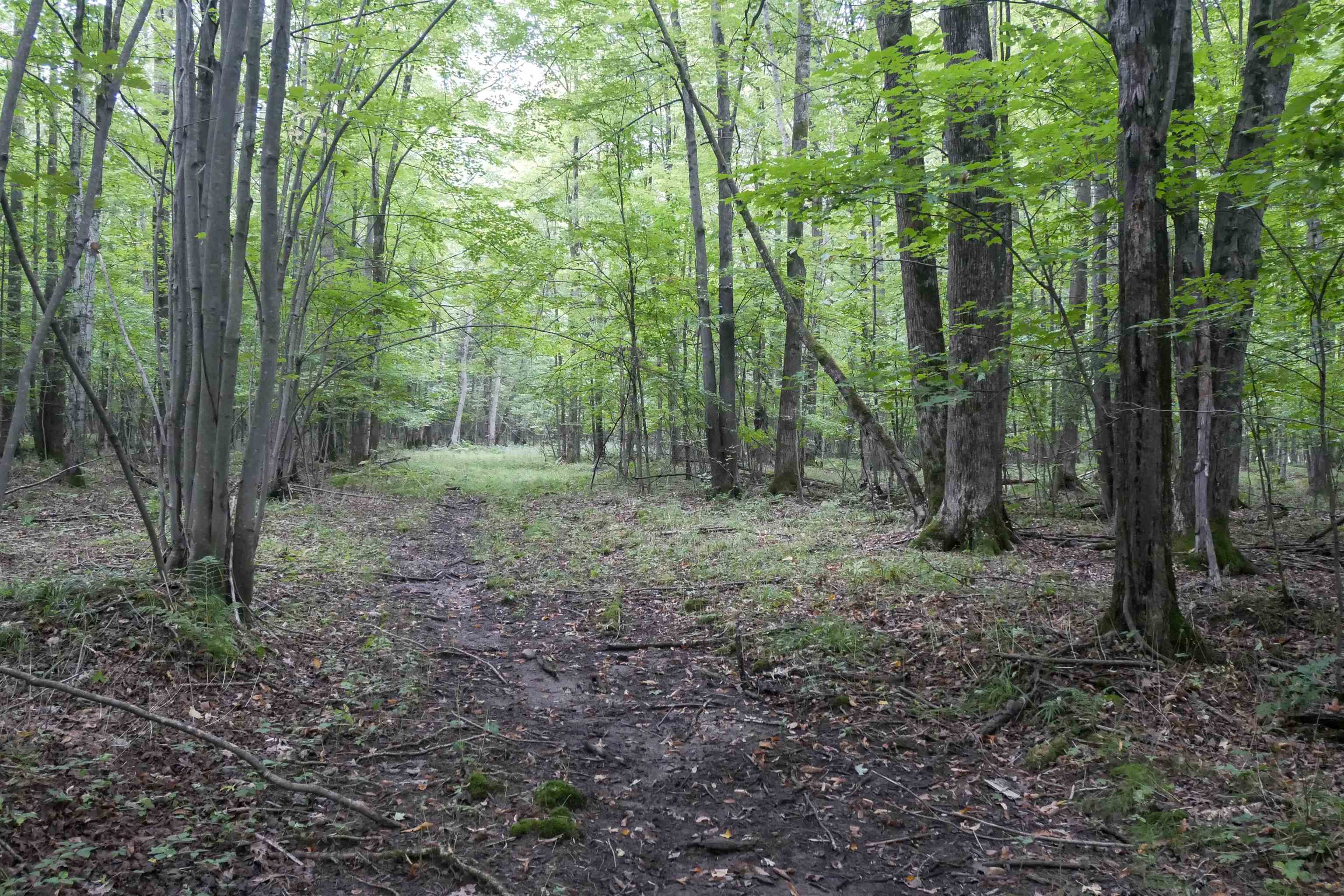 +/-80 Acres PINE AVENUE, Medford, Wisconsin 54451, ,Land,For Sale,+/-80 Acres PINE AVENUE,22604457