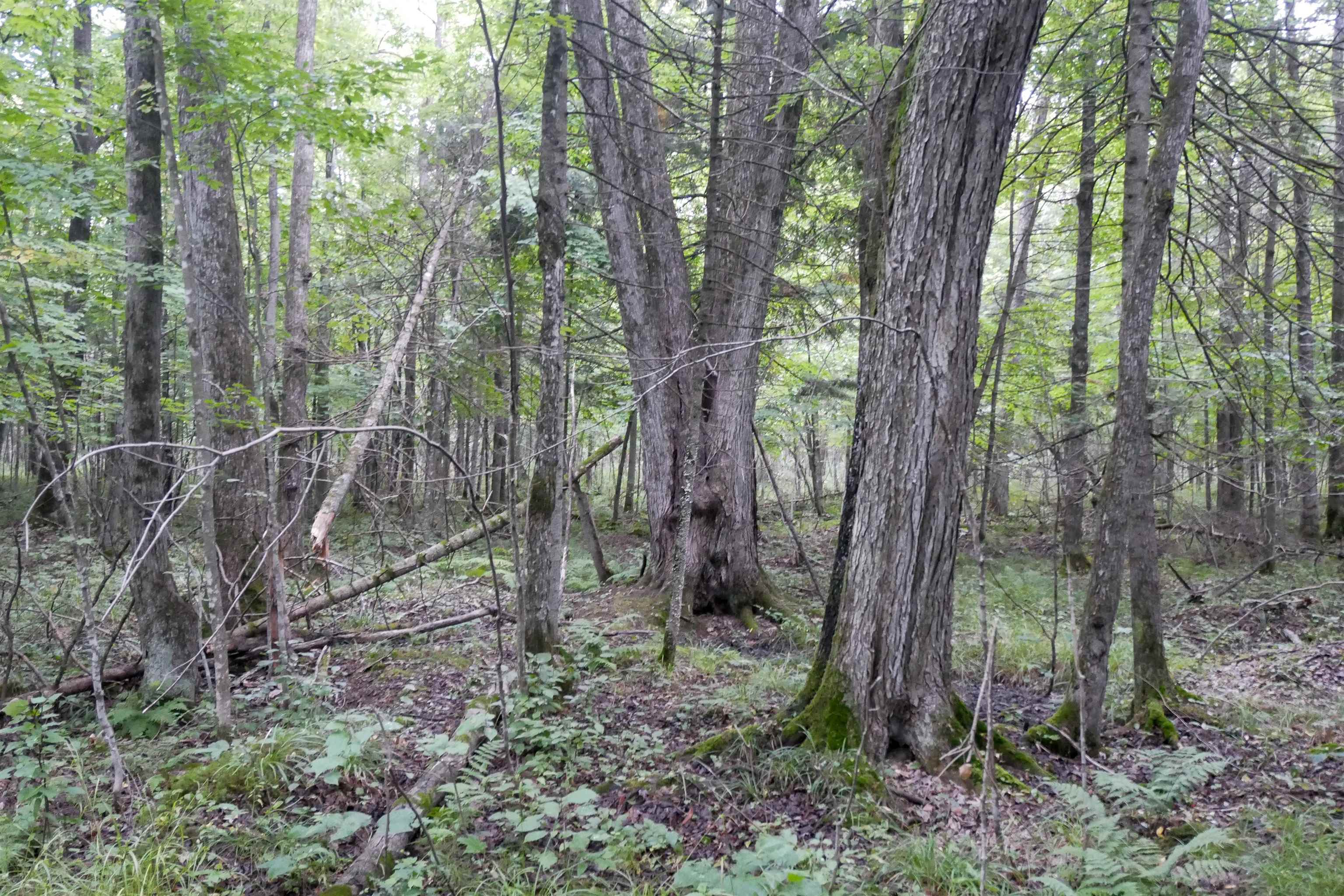 +/-80 Acres PINE AVENUE, Medford, Wisconsin 54451, ,Land,For Sale,+/-80 Acres PINE AVENUE,22604457
