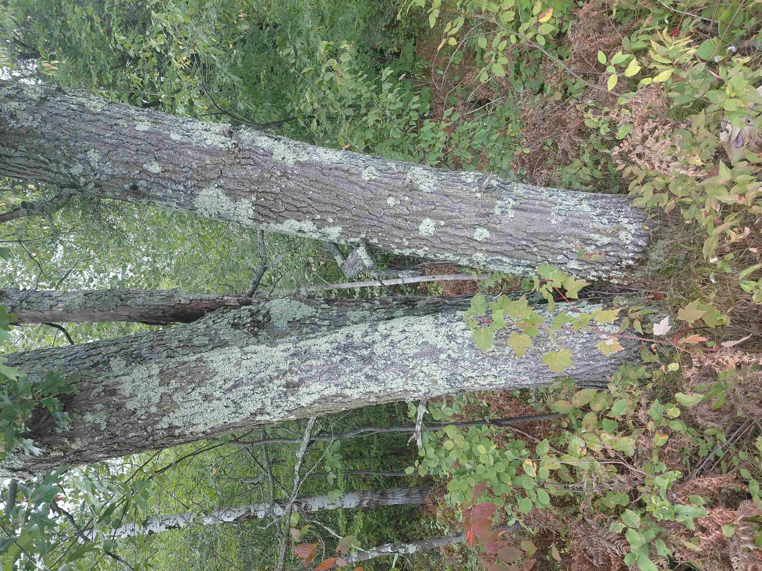 On US HIGHWAY 8, Rhinelander, Wisconsin 54501, ,Land,For Sale,On US HIGHWAY 8,22604607