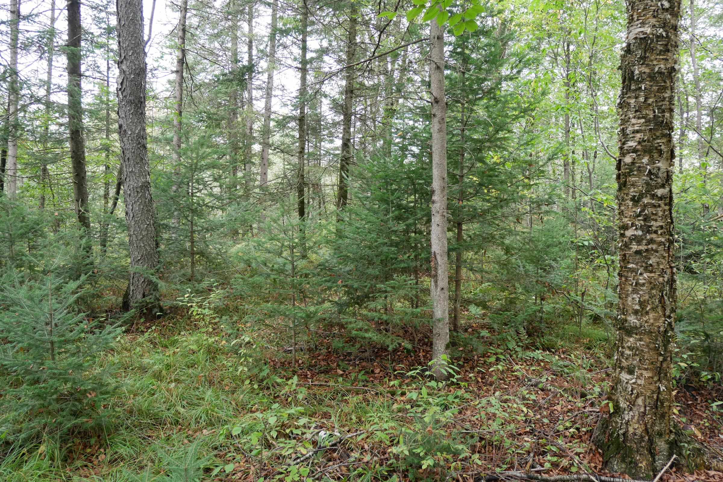 N5239 LEMKE CREEK ROAD, Rib Lake, Wisconsin 54470, ,Land,For Sale,N5239 LEMKE CREEK ROAD,22604642