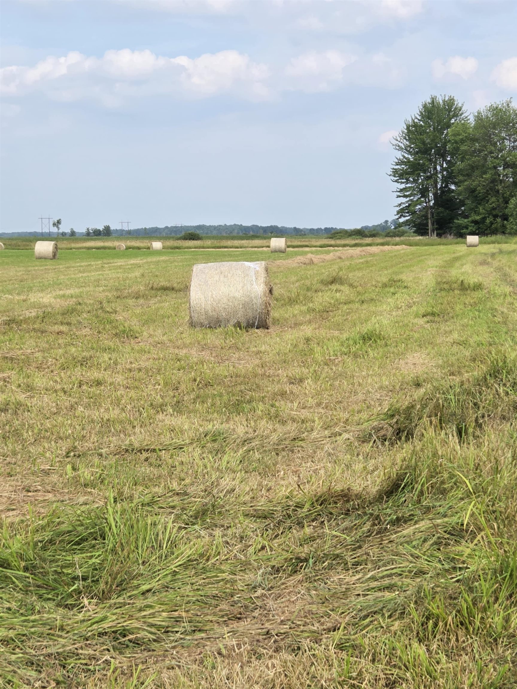 40 Acres COUNTY ROAD II, Rudolph, Wisconsin 54475, ,Land,For Sale,40 Acres COUNTY ROAD II,22604643