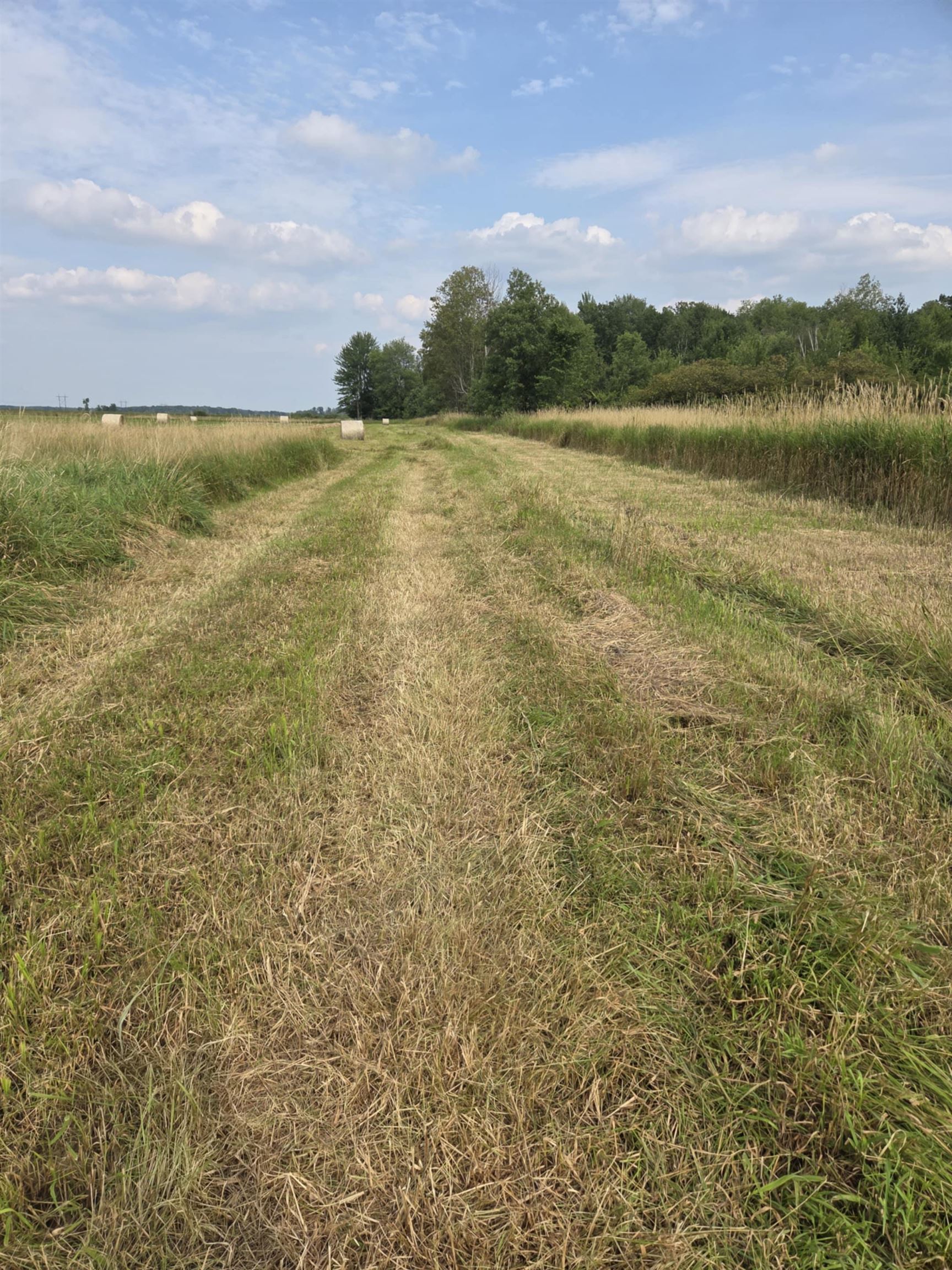 40 Acres COUNTY ROAD II, Rudolph, Wisconsin 54475, ,Land,For Sale,40 Acres COUNTY ROAD II,22604643