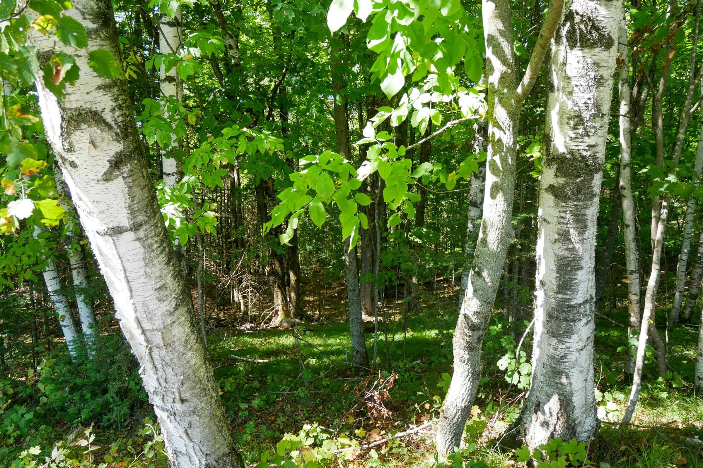 34.34 Acres BRUSH CREEK ROAD, Medford, Wisconsin 54451, ,Land,For Sale,34.34 Acres BRUSH CREEK ROAD,22604661