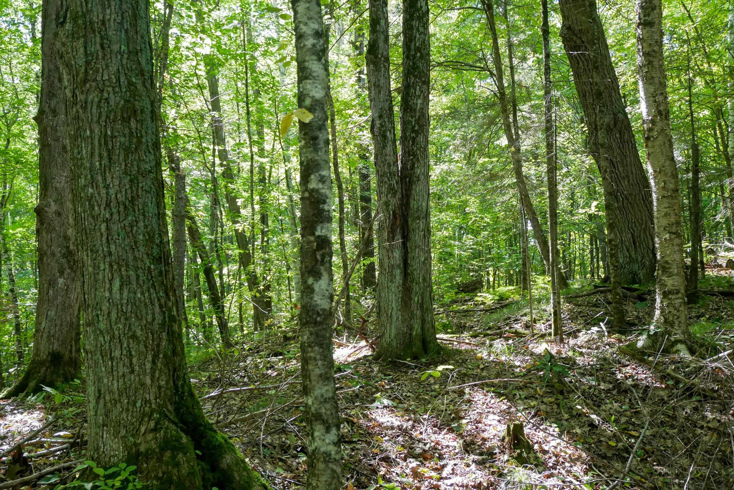 34.34 Acres BRUSH CREEK ROAD, Medford, Wisconsin 54451, ,Land,For Sale,34.34 Acres BRUSH CREEK ROAD,22604661
