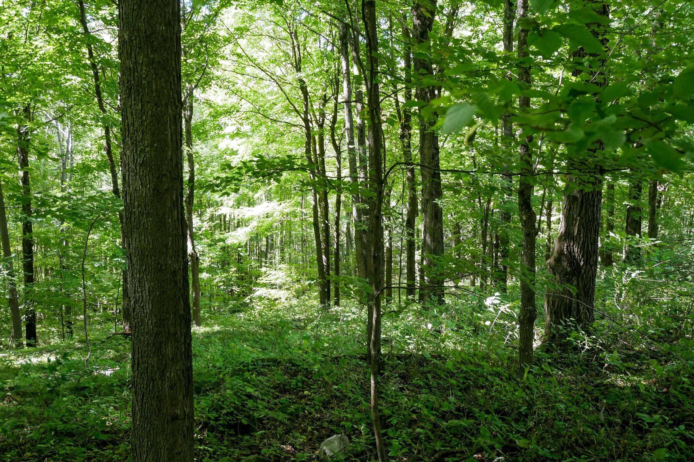 34.34 Acres BRUSH CREEK ROAD, Medford, Wisconsin 54451, ,Land,For Sale,34.34 Acres BRUSH CREEK ROAD,22604661