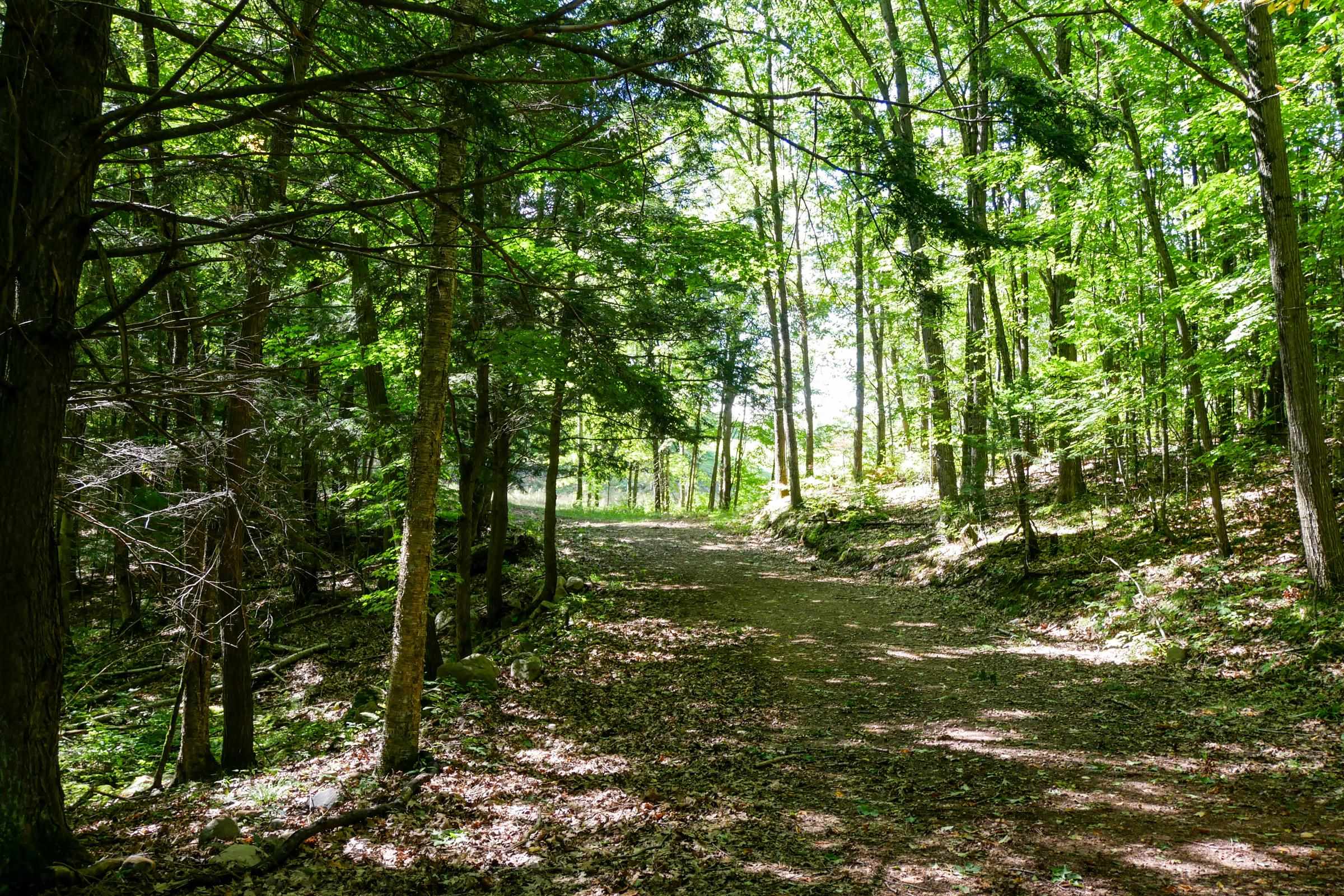 34.34 Acres BRUSH CREEK ROAD, Medford, Wisconsin 54451, ,Land,For Sale,34.34 Acres BRUSH CREEK ROAD,22604661