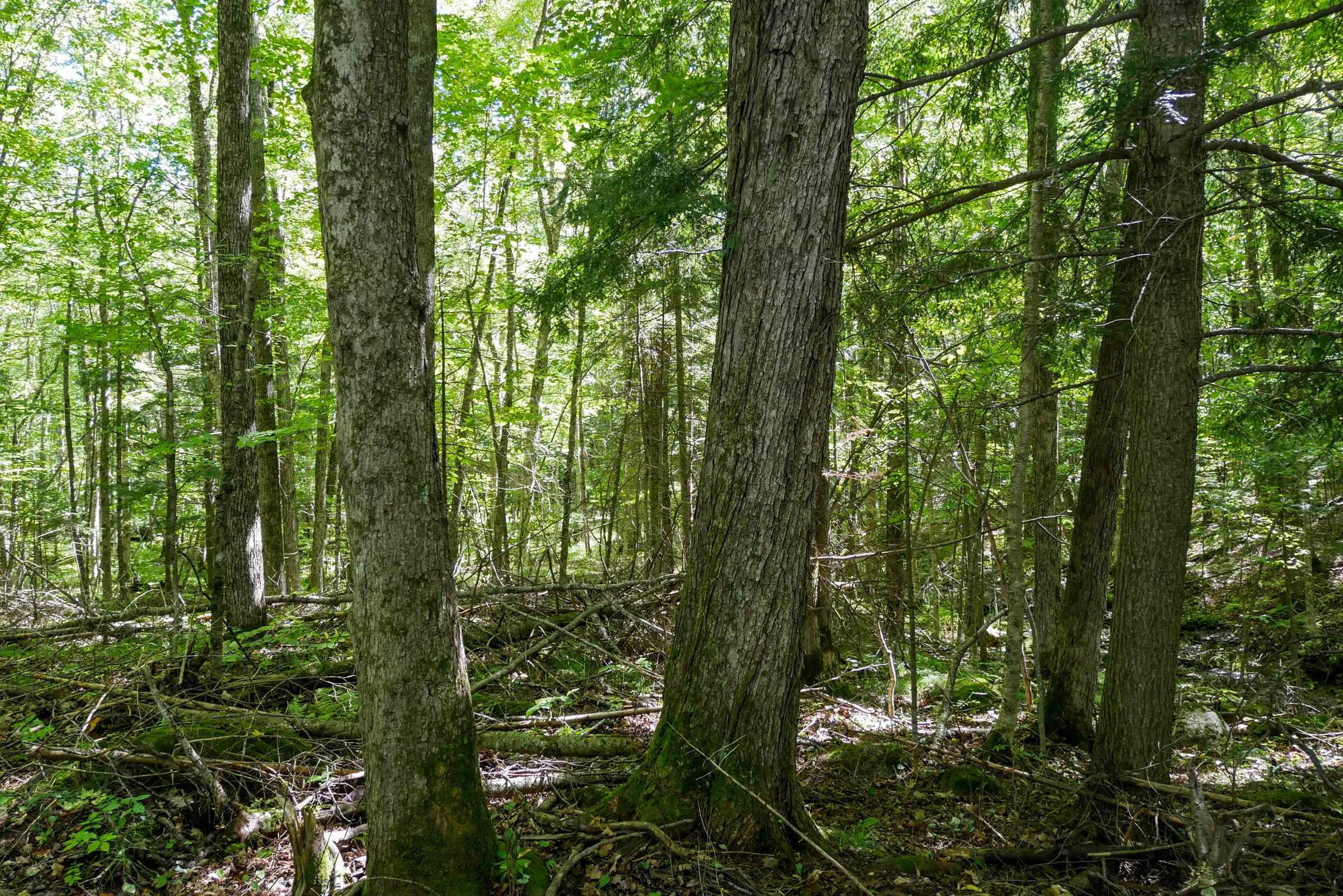 34.34 Acres BRUSH CREEK ROAD, Medford, Wisconsin 54451, ,Land,For Sale,34.34 Acres BRUSH CREEK ROAD,22604661