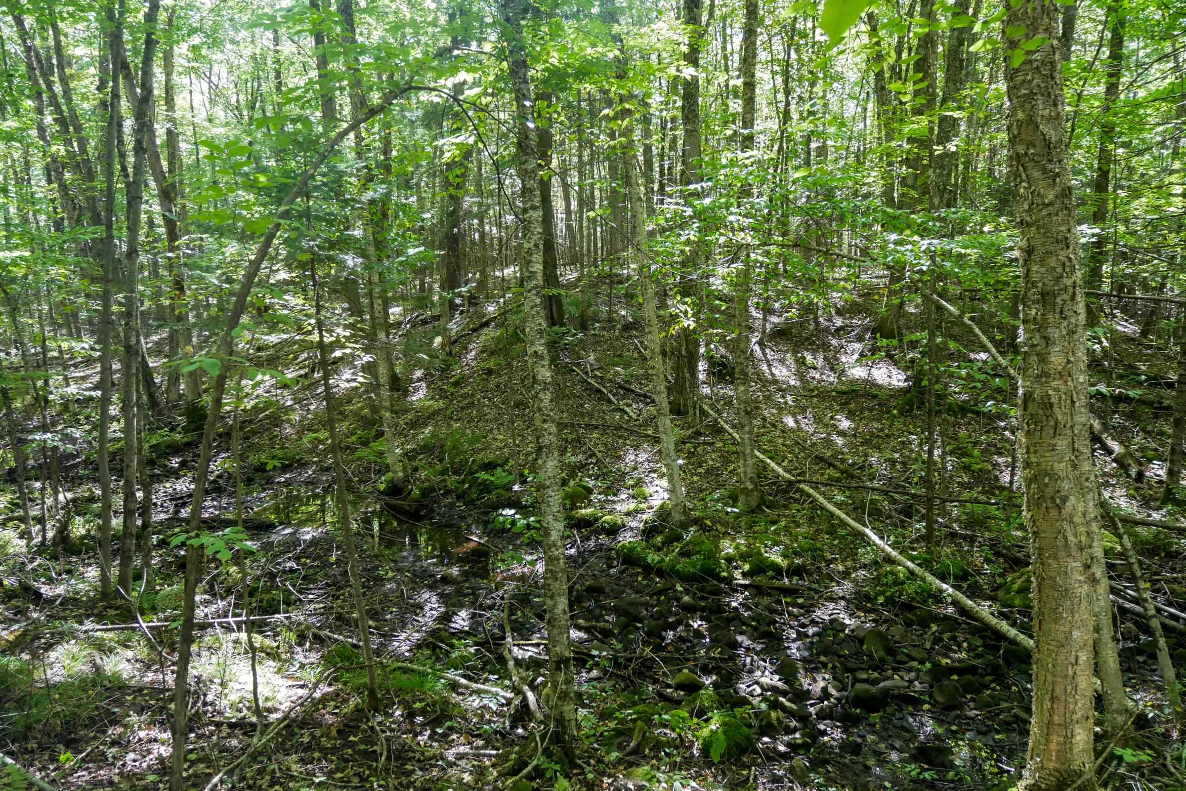 34.34 Acres BRUSH CREEK ROAD, Medford, Wisconsin 54451, ,Land,For Sale,34.34 Acres BRUSH CREEK ROAD,22604661