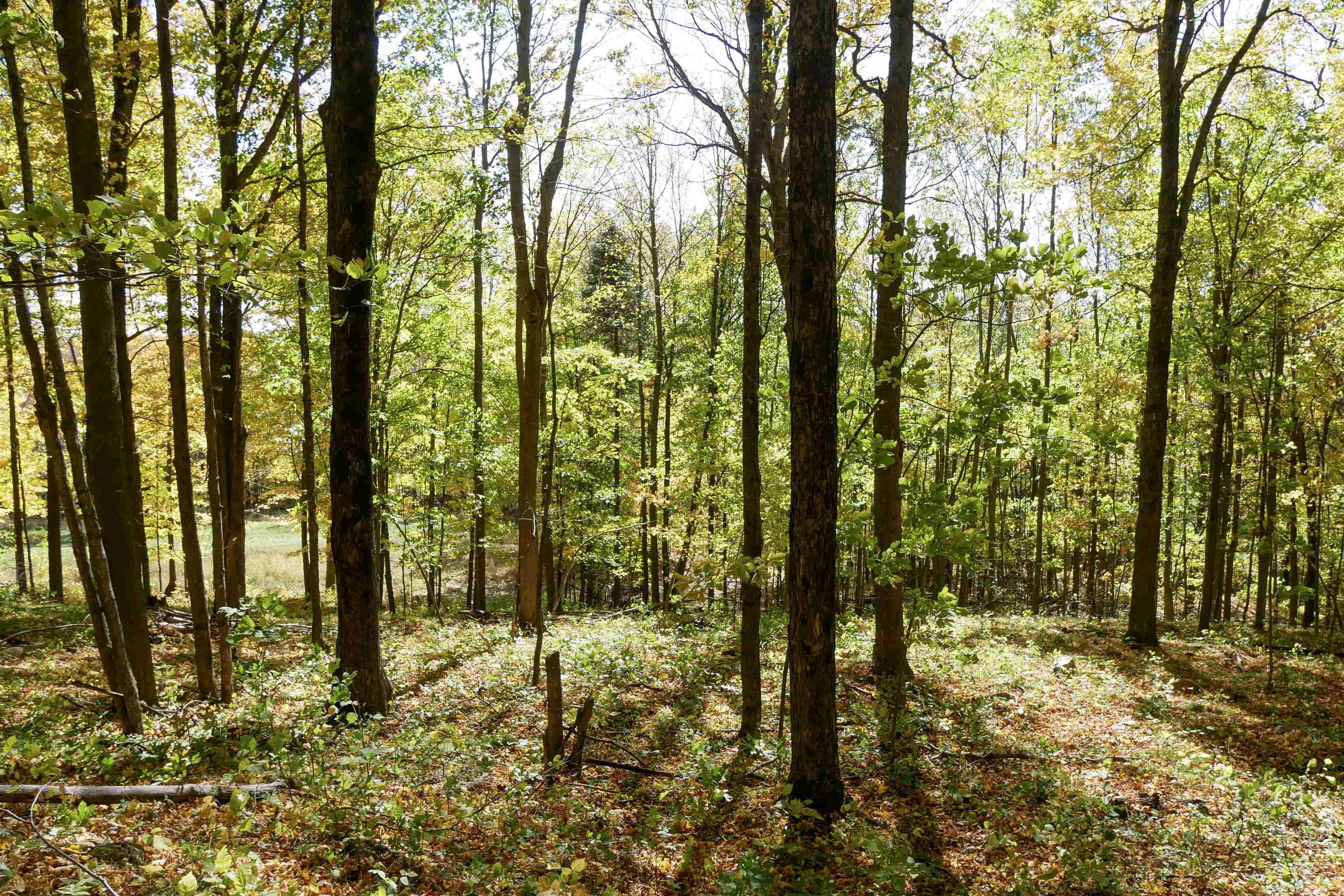 55.55 Acres BRUSH CREEK ROAD, Medford, Wisconsin 54451, ,Land,For Sale,55.55 Acres BRUSH CREEK ROAD,22604662