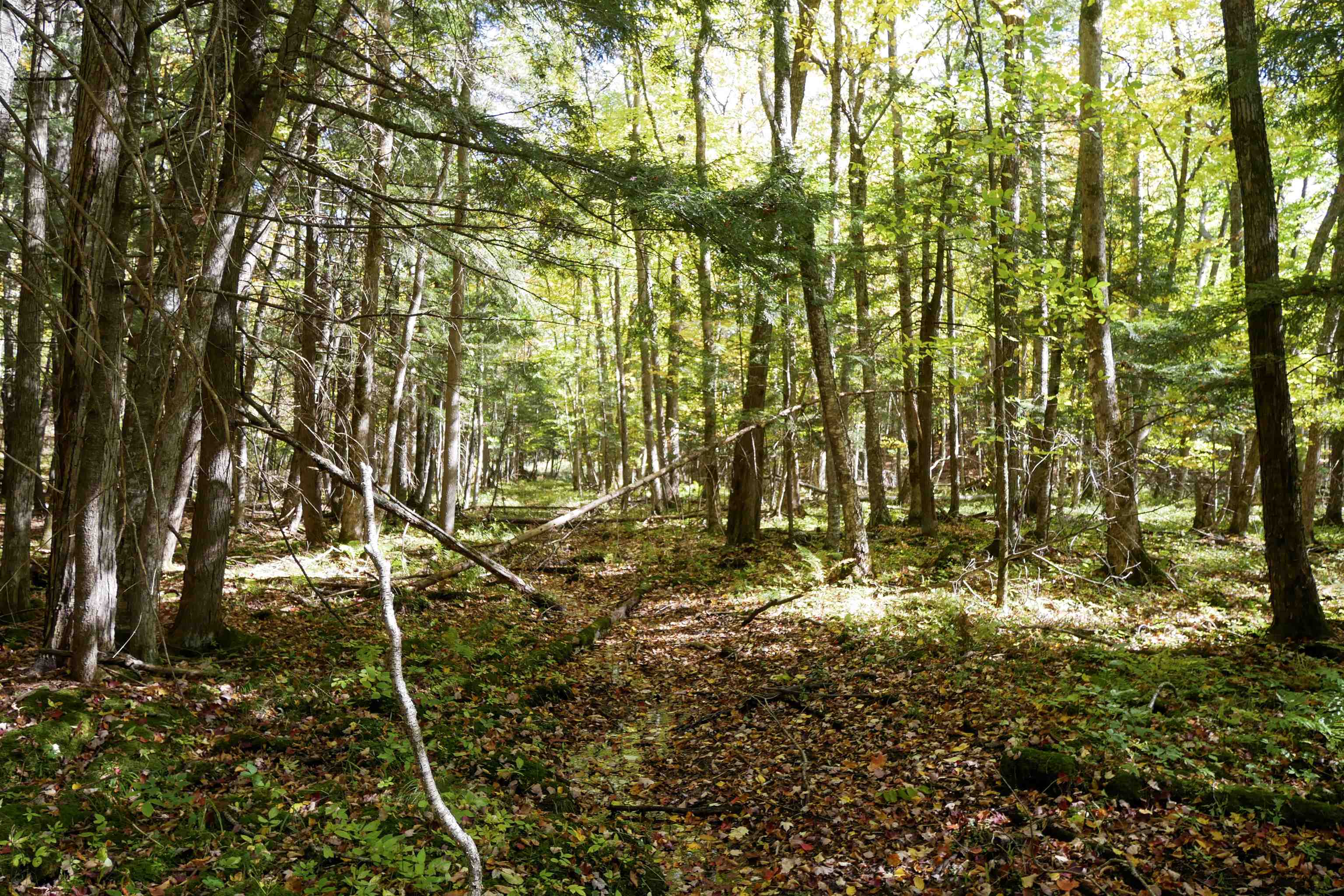 55.55 Acres BRUSH CREEK ROAD, Medford, Wisconsin 54451, ,Land,For Sale,55.55 Acres BRUSH CREEK ROAD,22604662