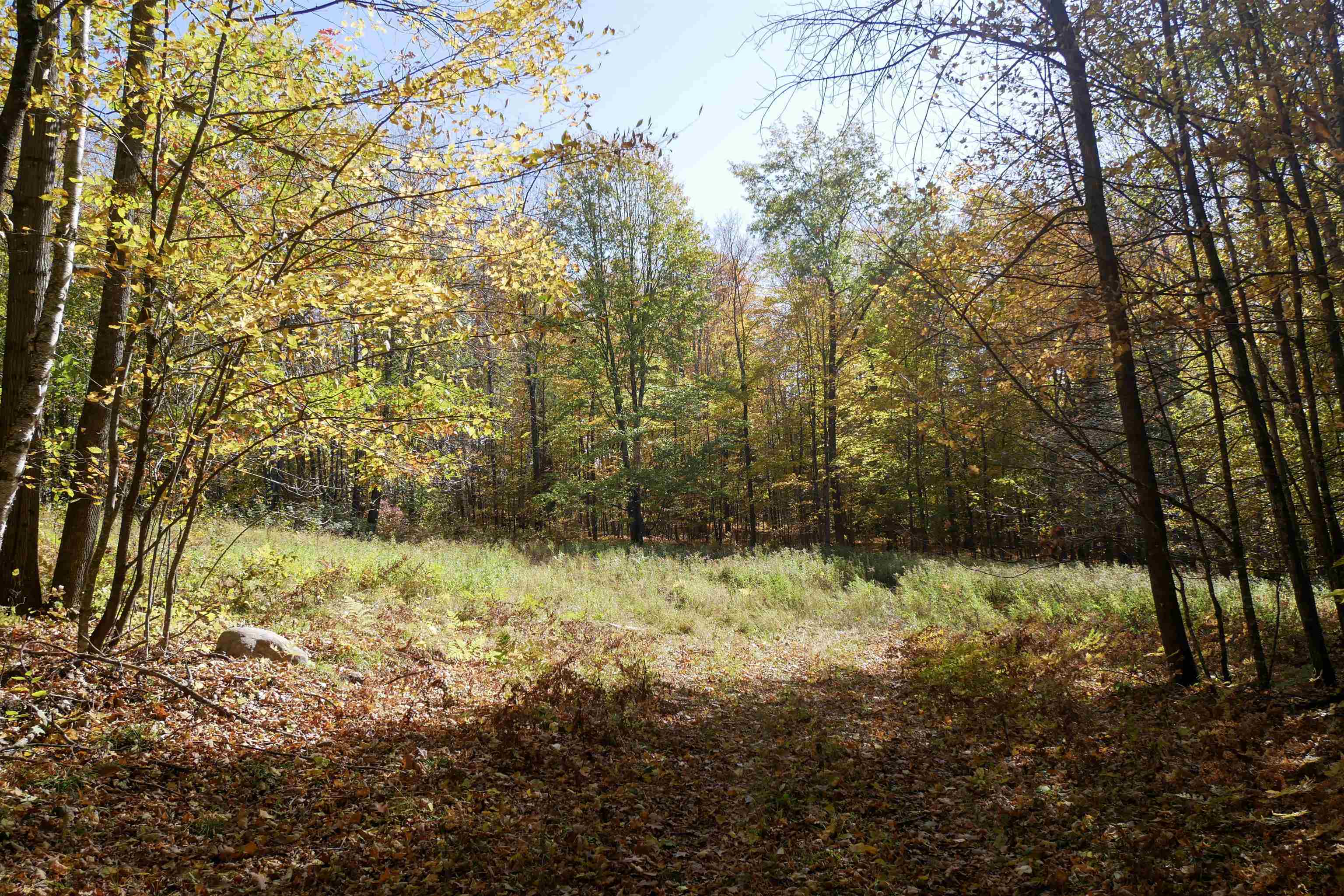 55.55 Acres BRUSH CREEK ROAD, Medford, Wisconsin 54451, ,Land,For Sale,55.55 Acres BRUSH CREEK ROAD,22604662