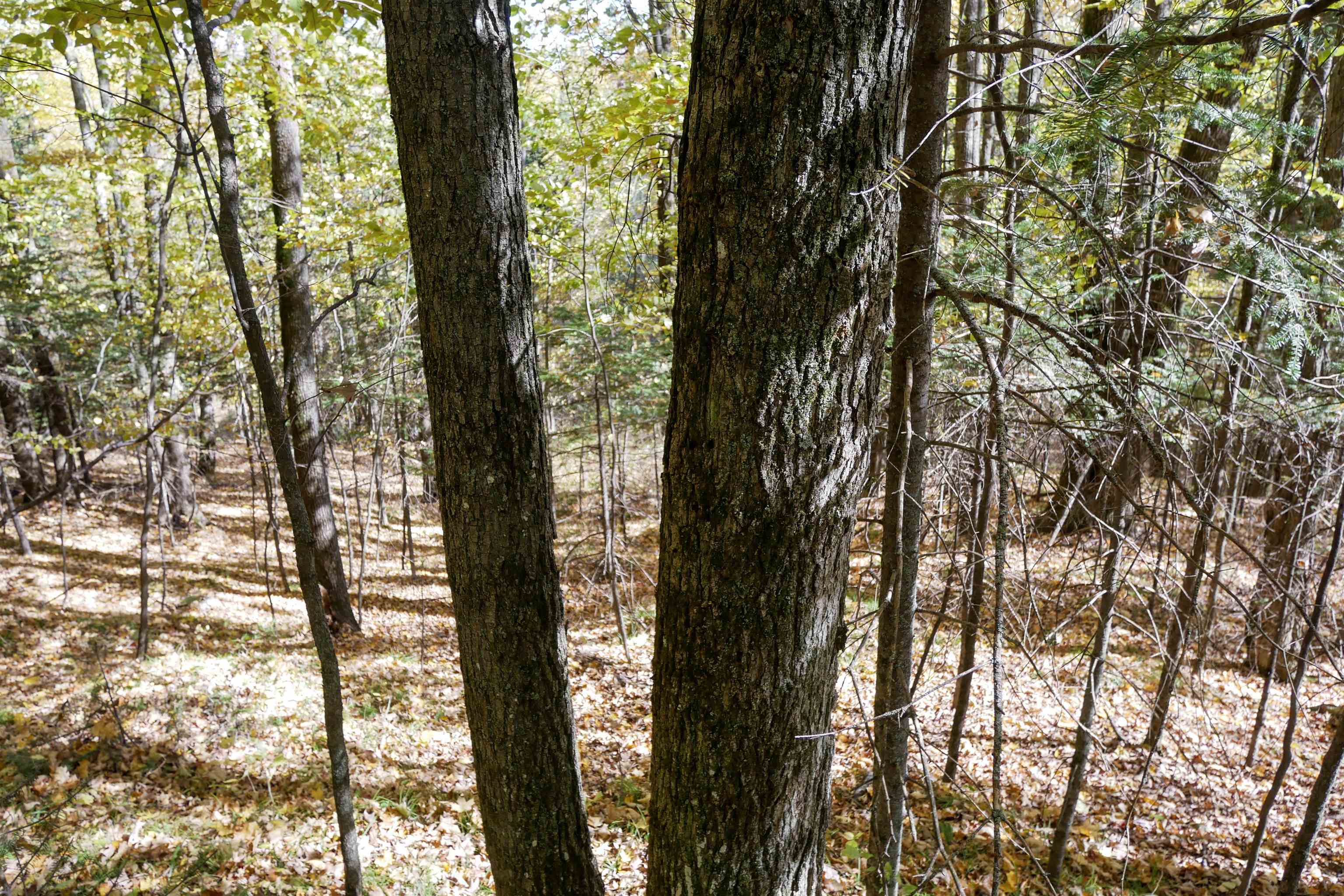55.55 Acres BRUSH CREEK ROAD, Medford, Wisconsin 54451, ,Land,For Sale,55.55 Acres BRUSH CREEK ROAD,22604662