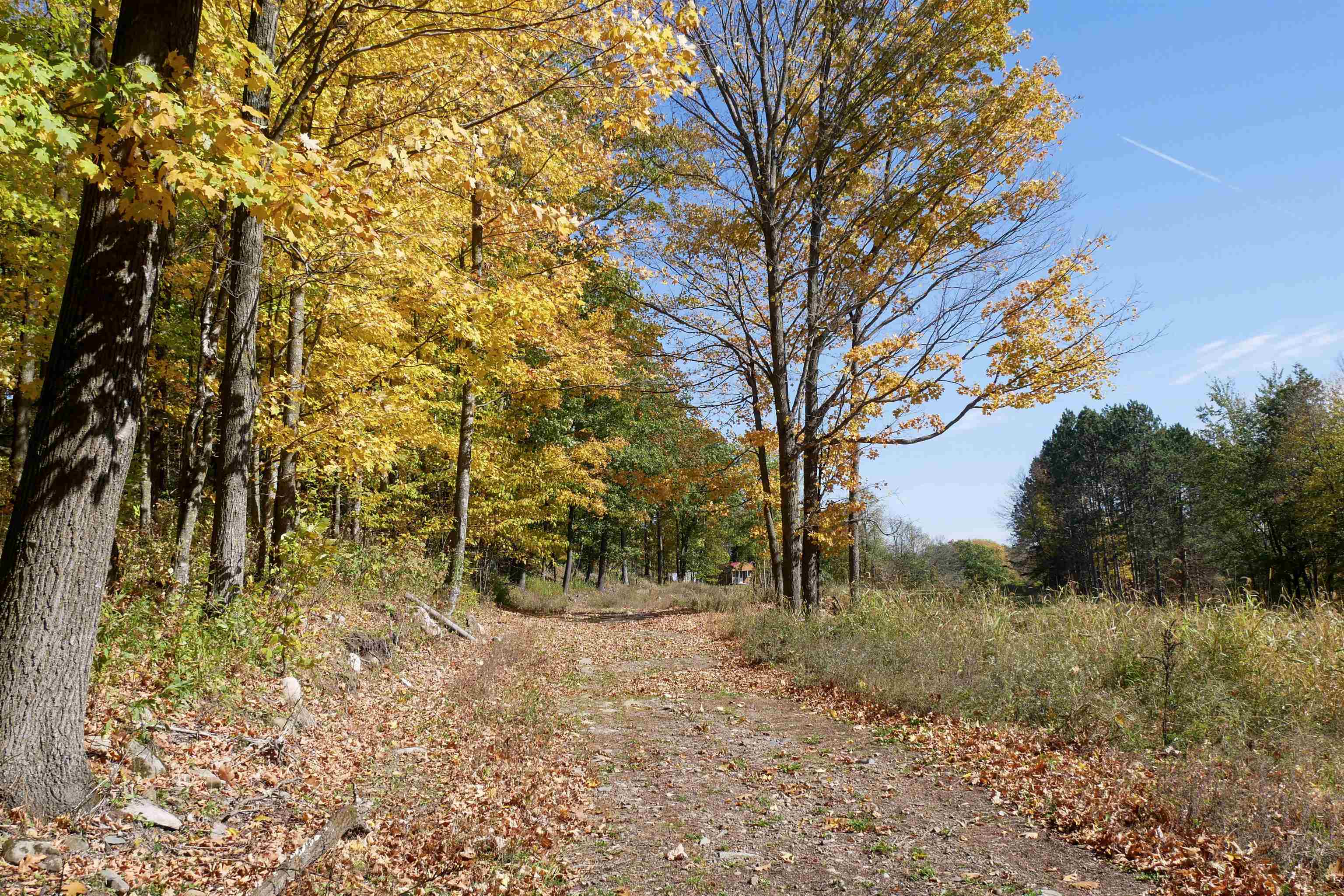 55.55 Acres BRUSH CREEK ROAD, Medford, Wisconsin 54451, ,Land,For Sale,55.55 Acres BRUSH CREEK ROAD,22604662