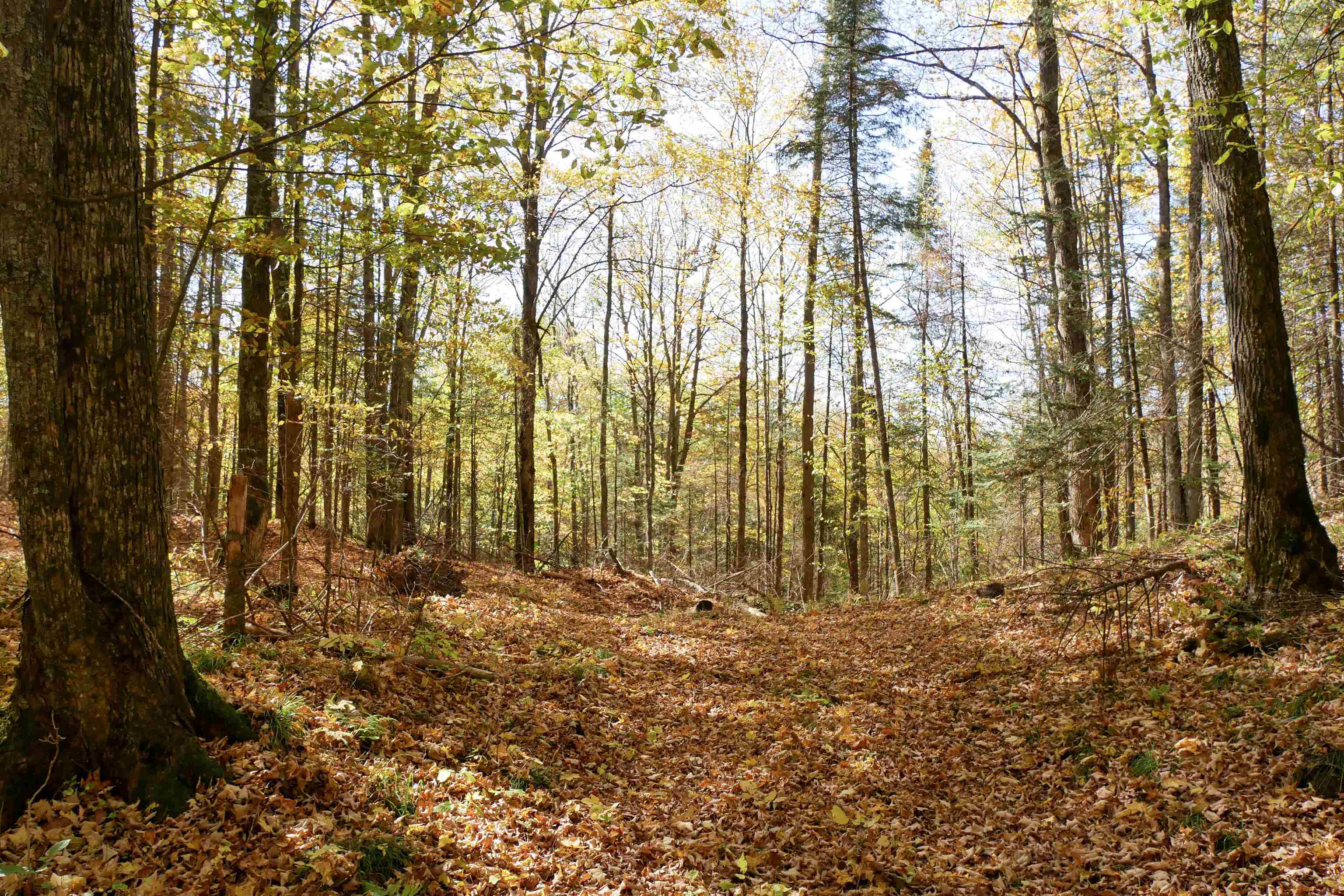 55.55 Acres BRUSH CREEK ROAD, Medford, Wisconsin 54451, ,Land,For Sale,55.55 Acres BRUSH CREEK ROAD,22604662