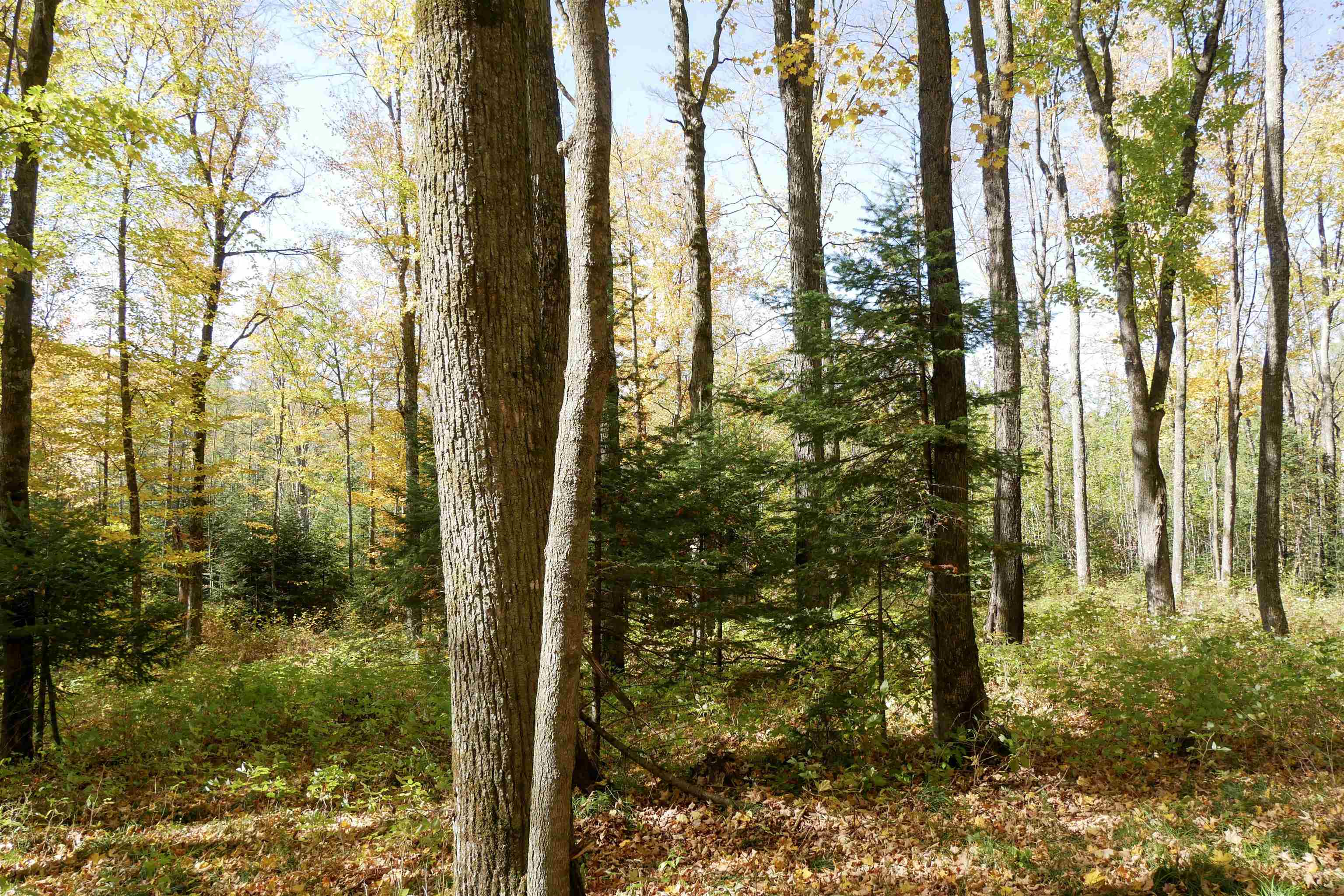 55.55 Acres BRUSH CREEK ROAD, Medford, Wisconsin 54451, ,Land,For Sale,55.55 Acres BRUSH CREEK ROAD,22604662