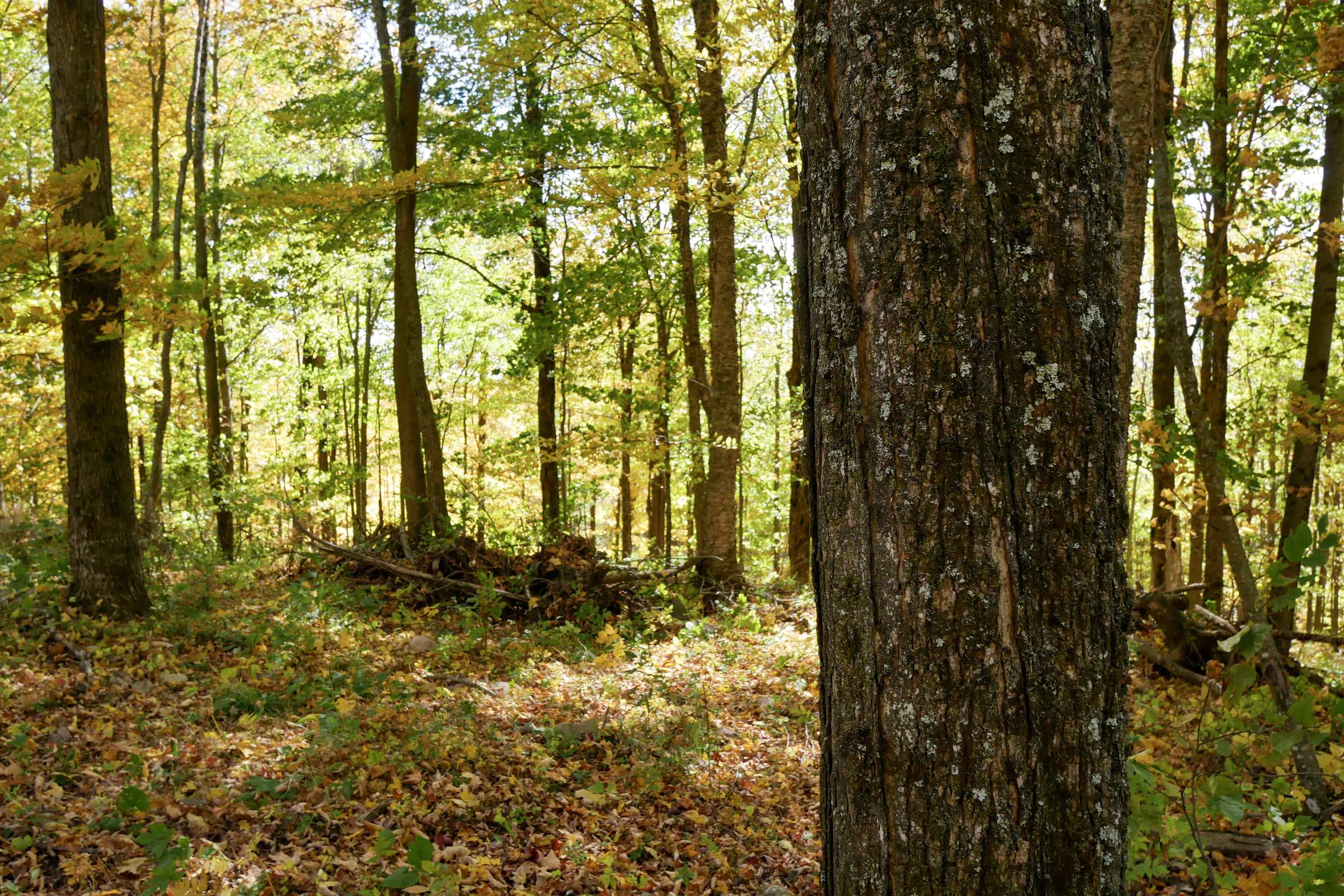55.55 Acres BRUSH CREEK ROAD, Medford, Wisconsin 54451, ,Land,For Sale,55.55 Acres BRUSH CREEK ROAD,22604662