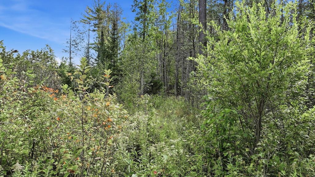 00 BEHNKE ROAD, Iola, Wisconsin 54945, ,Land,For Sale,00 BEHNKE ROAD,22604753