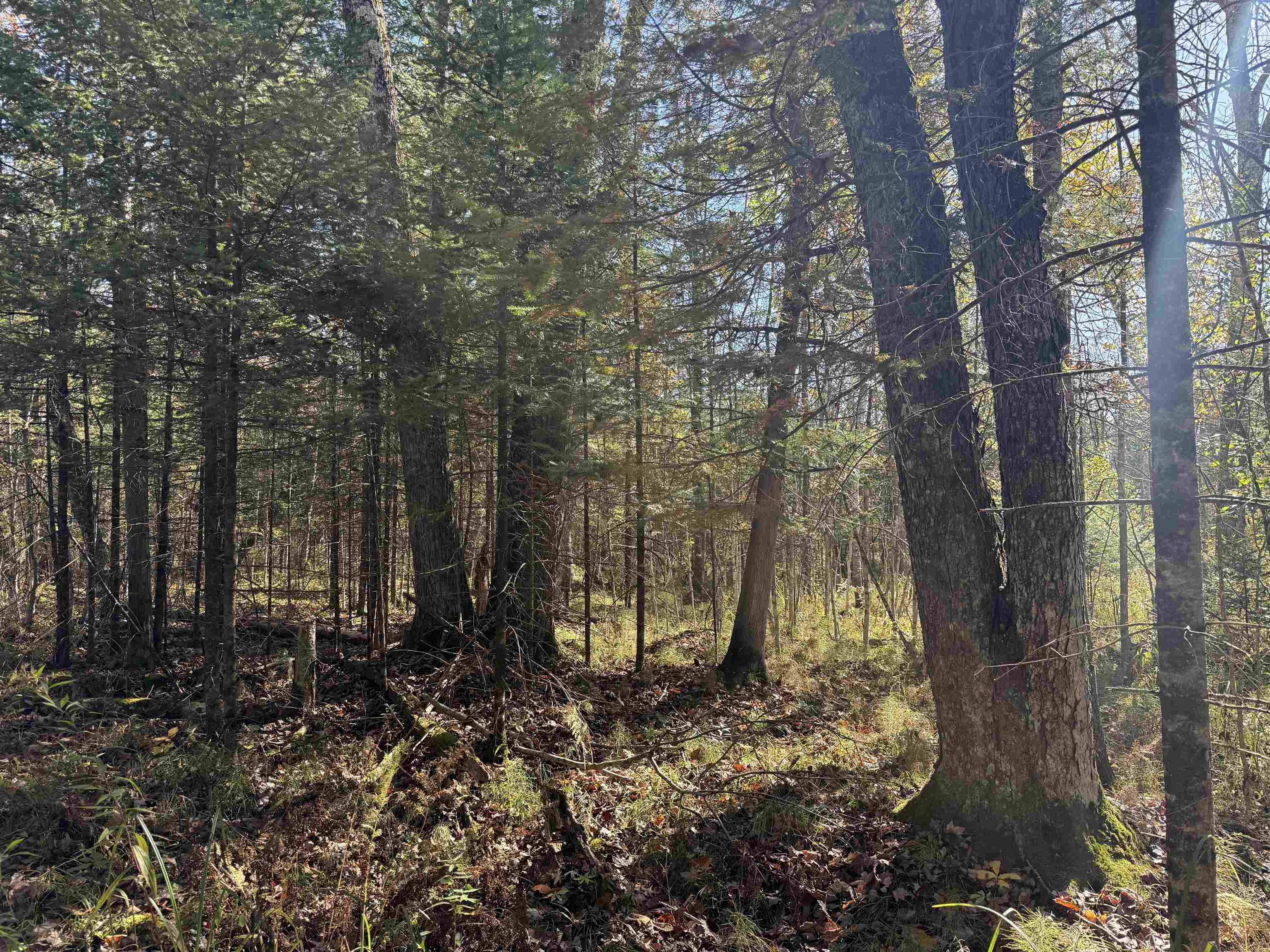 00 BEHNKE ROAD, Iola, Wisconsin 54945, ,Land,For Sale,00 BEHNKE ROAD,22604753