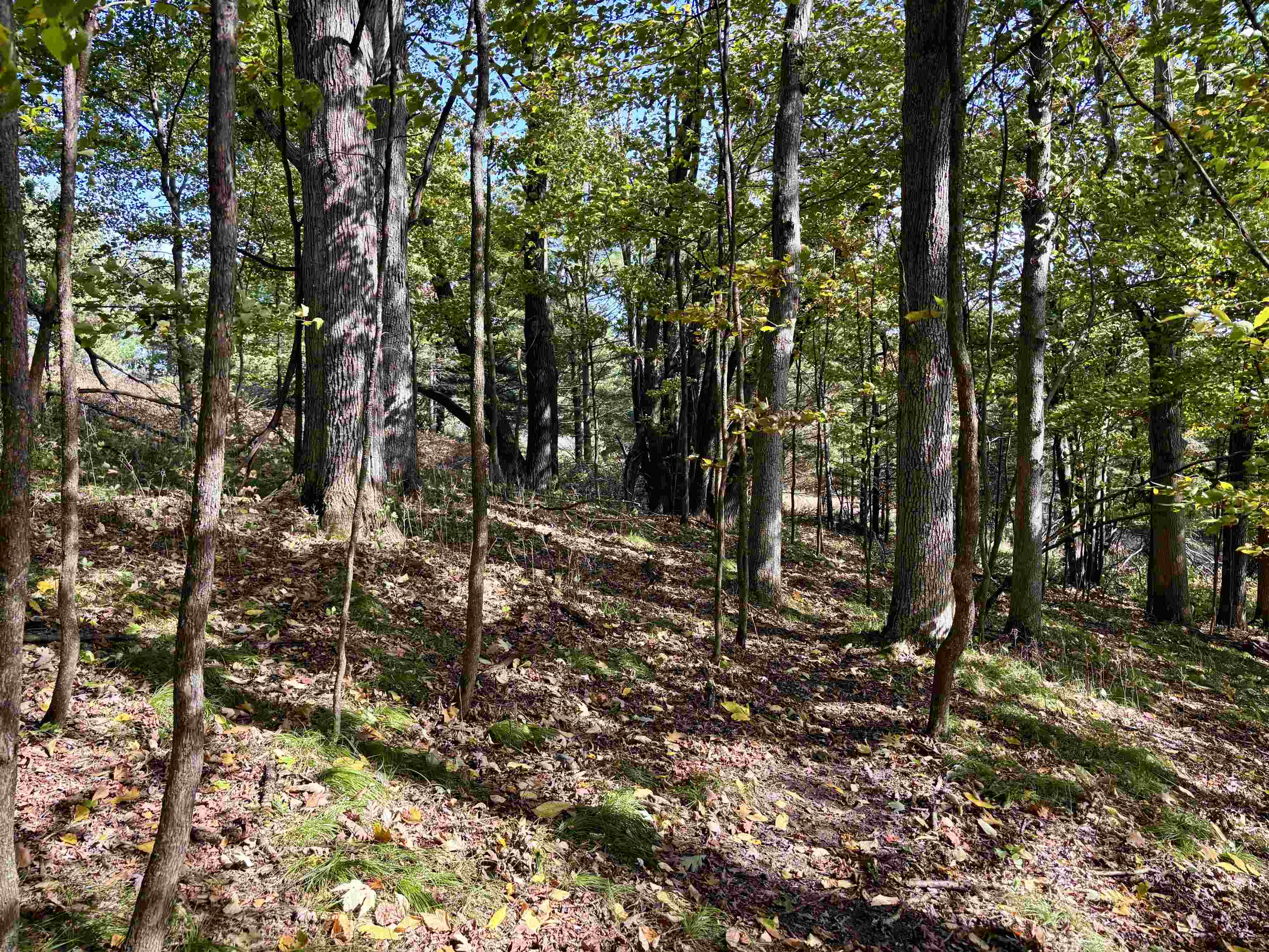 Lot 1 BRANDT ROAD, Iola, Wisconsin 54945, ,Land,For Sale,Lot 1 BRANDT ROAD,22605150