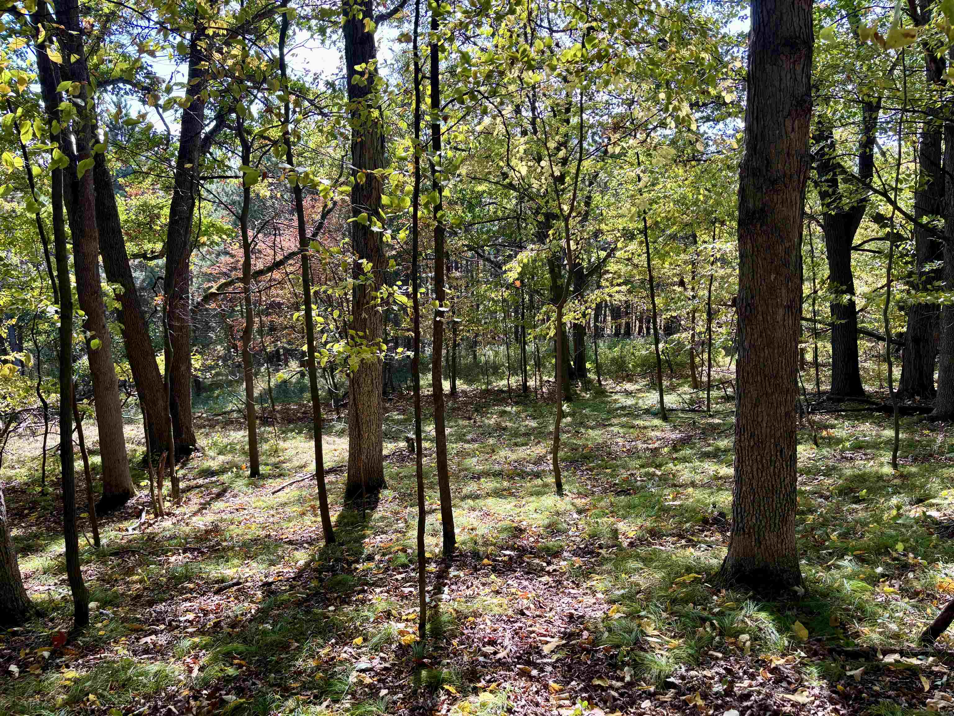 Lot 1 BRANDT ROAD, Iola, Wisconsin 54945, ,Land,For Sale,Lot 1 BRANDT ROAD,22605150