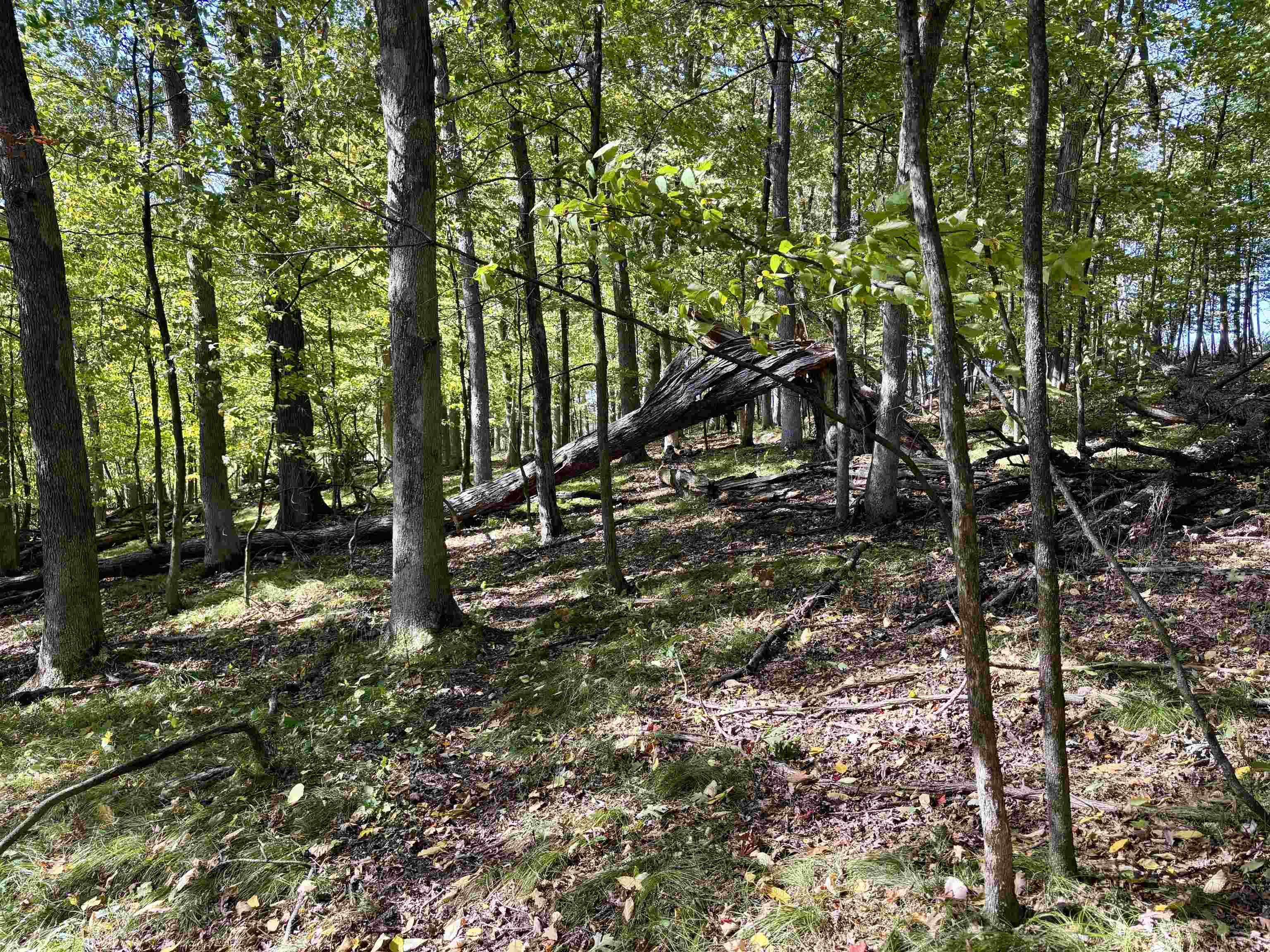 Lot 1 BRANDT ROAD, Iola, Wisconsin 54945, ,Land,For Sale,Lot 1 BRANDT ROAD,22605150