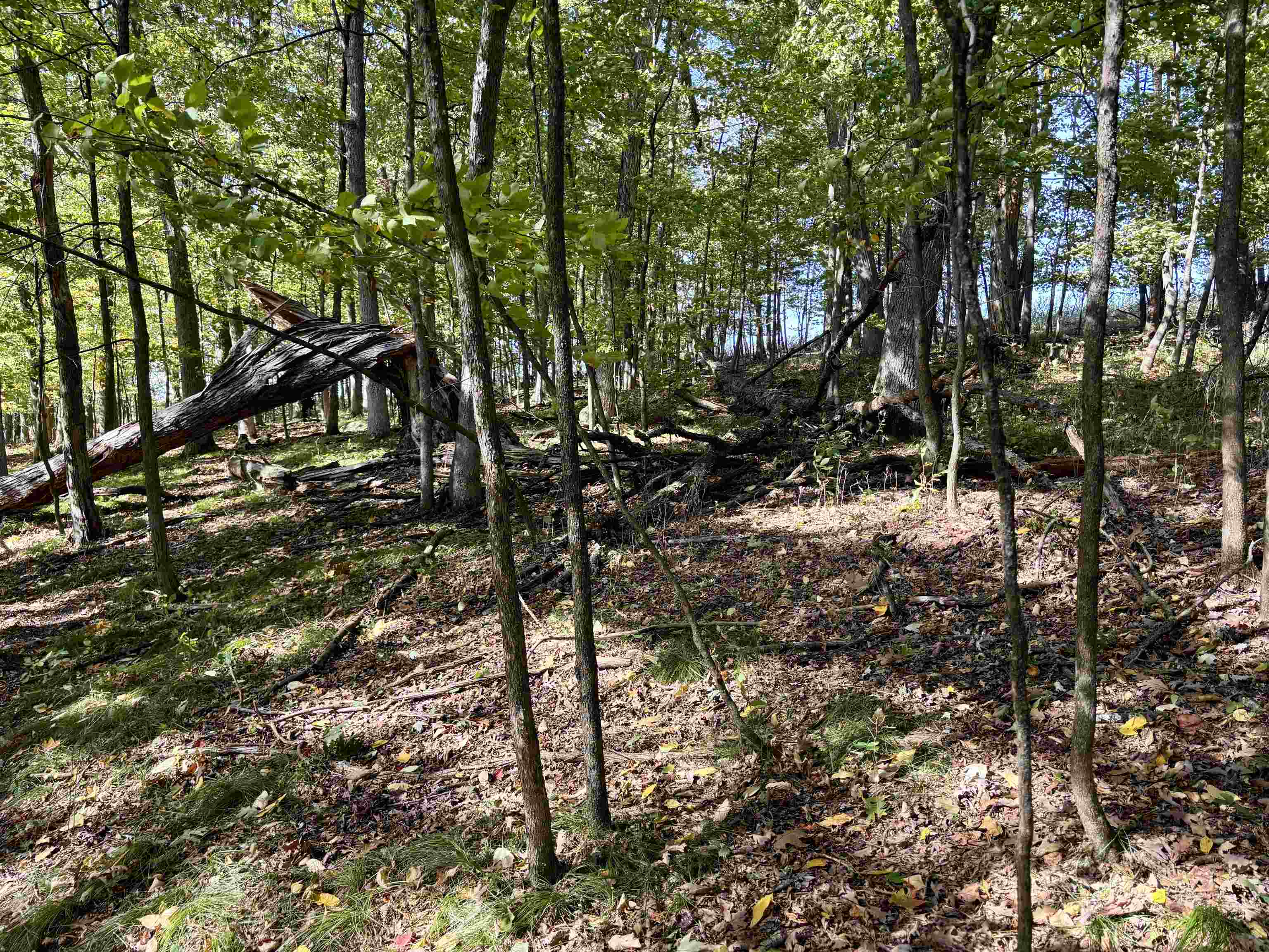 Lot 1 BRANDT ROAD, Iola, Wisconsin 54945, ,Land,For Sale,Lot 1 BRANDT ROAD,22605150