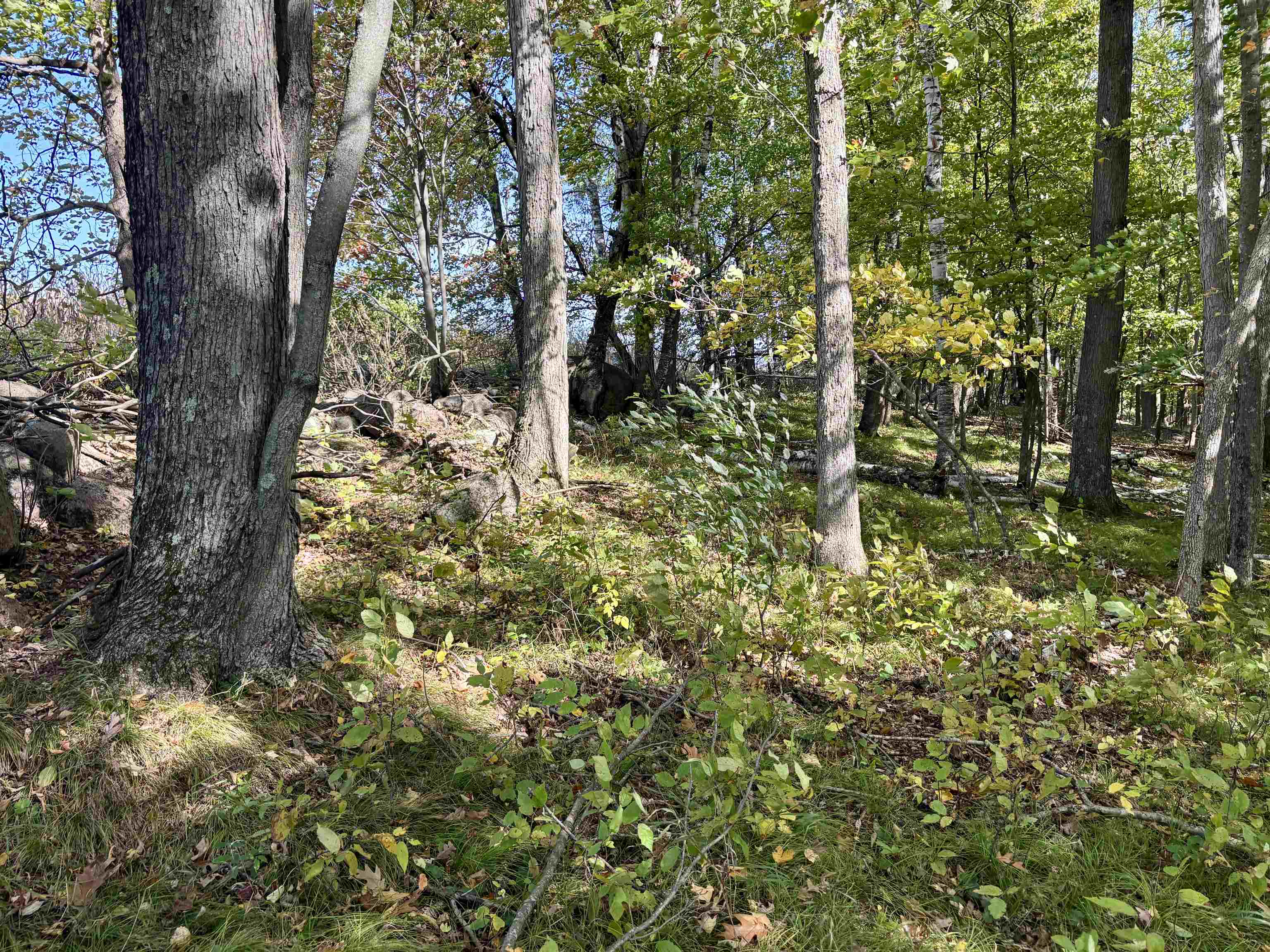 Lot 1 BRANDT ROAD, Iola, Wisconsin 54945, ,Land,For Sale,Lot 1 BRANDT ROAD,22605150