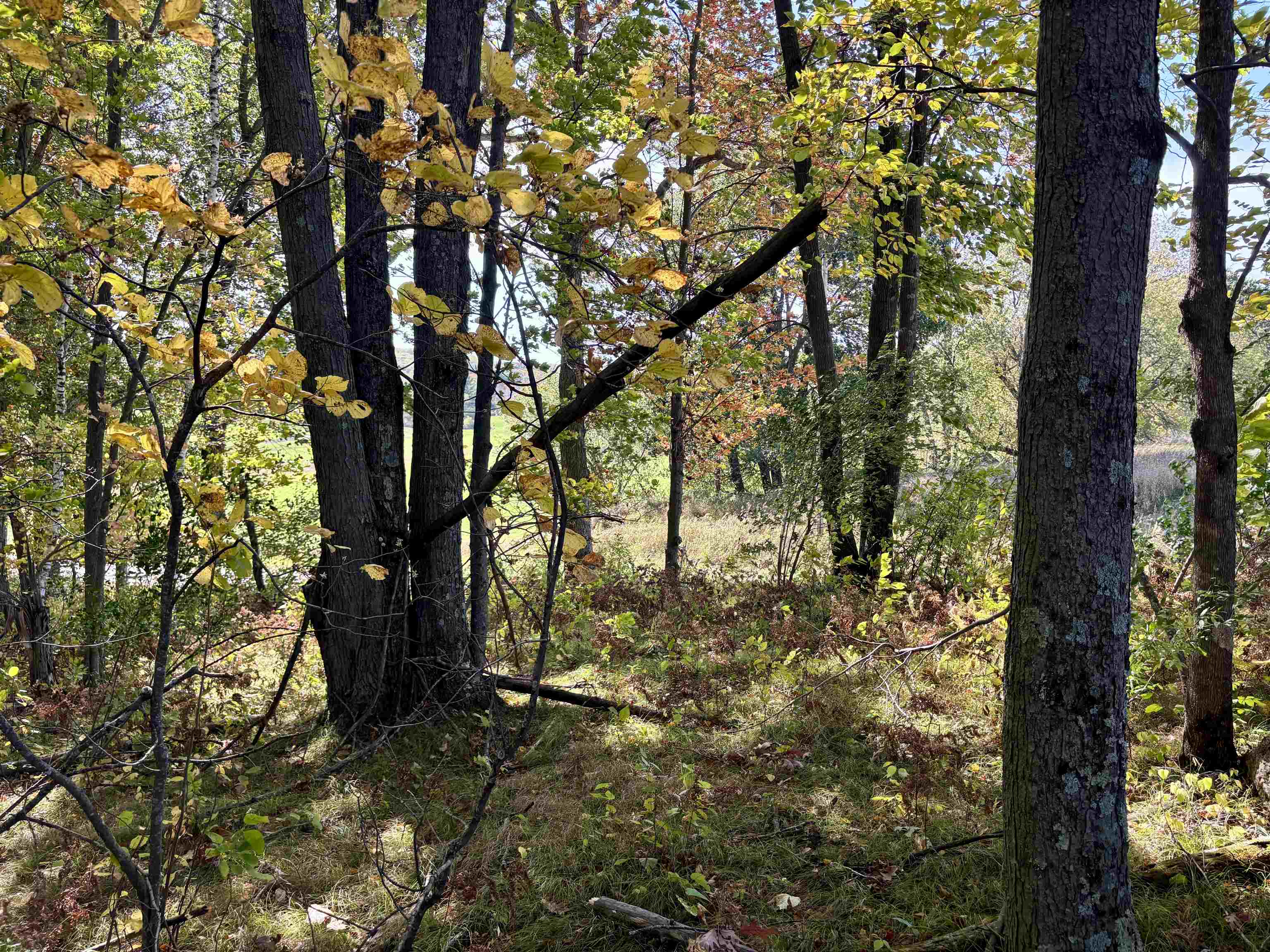Lot 1 BRANDT ROAD, Iola, Wisconsin 54945, ,Land,For Sale,Lot 1 BRANDT ROAD,22605150