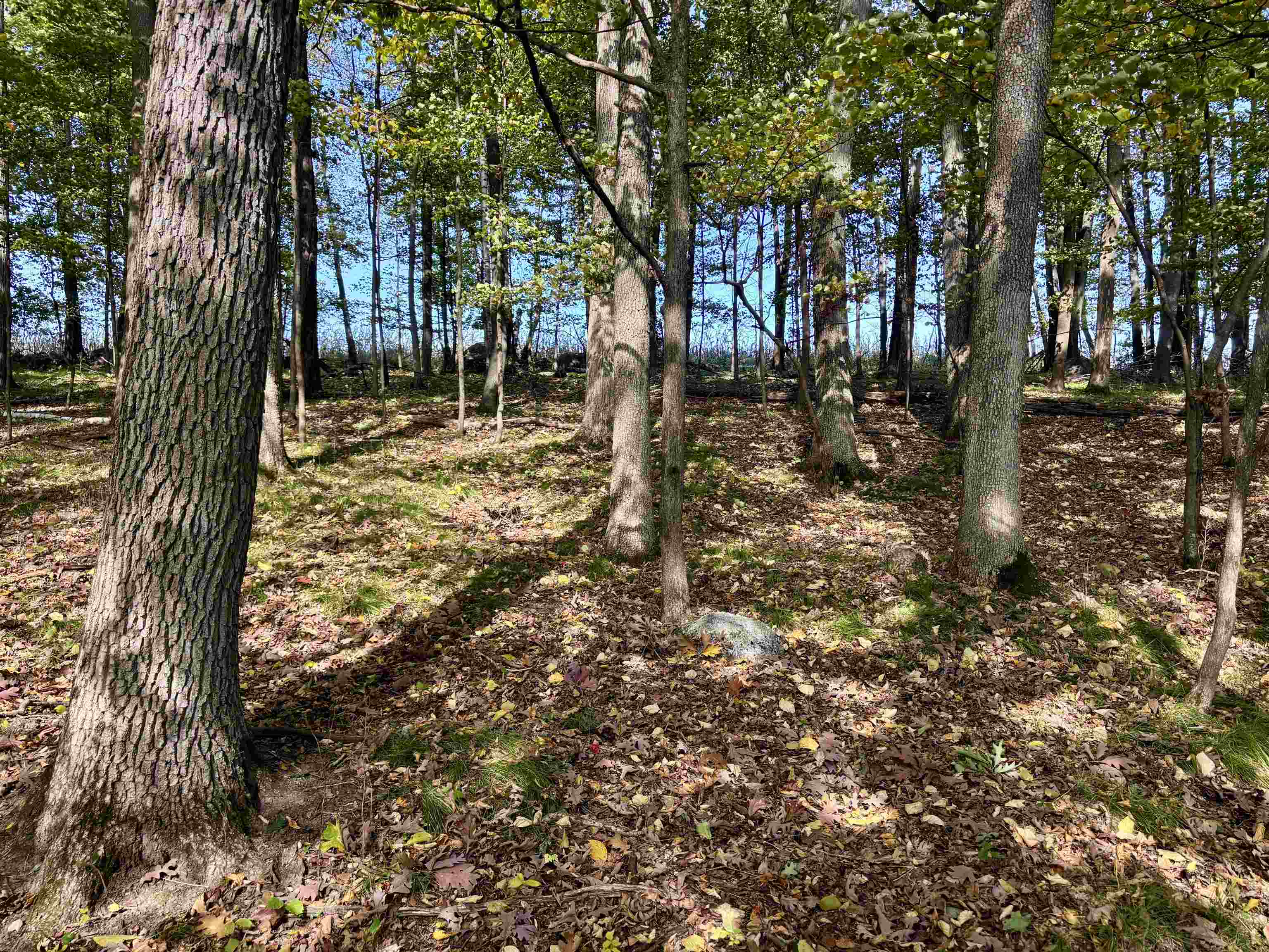 Lot 1 BRANDT ROAD, Iola, Wisconsin 54945, ,Land,For Sale,Lot 1 BRANDT ROAD,22605150