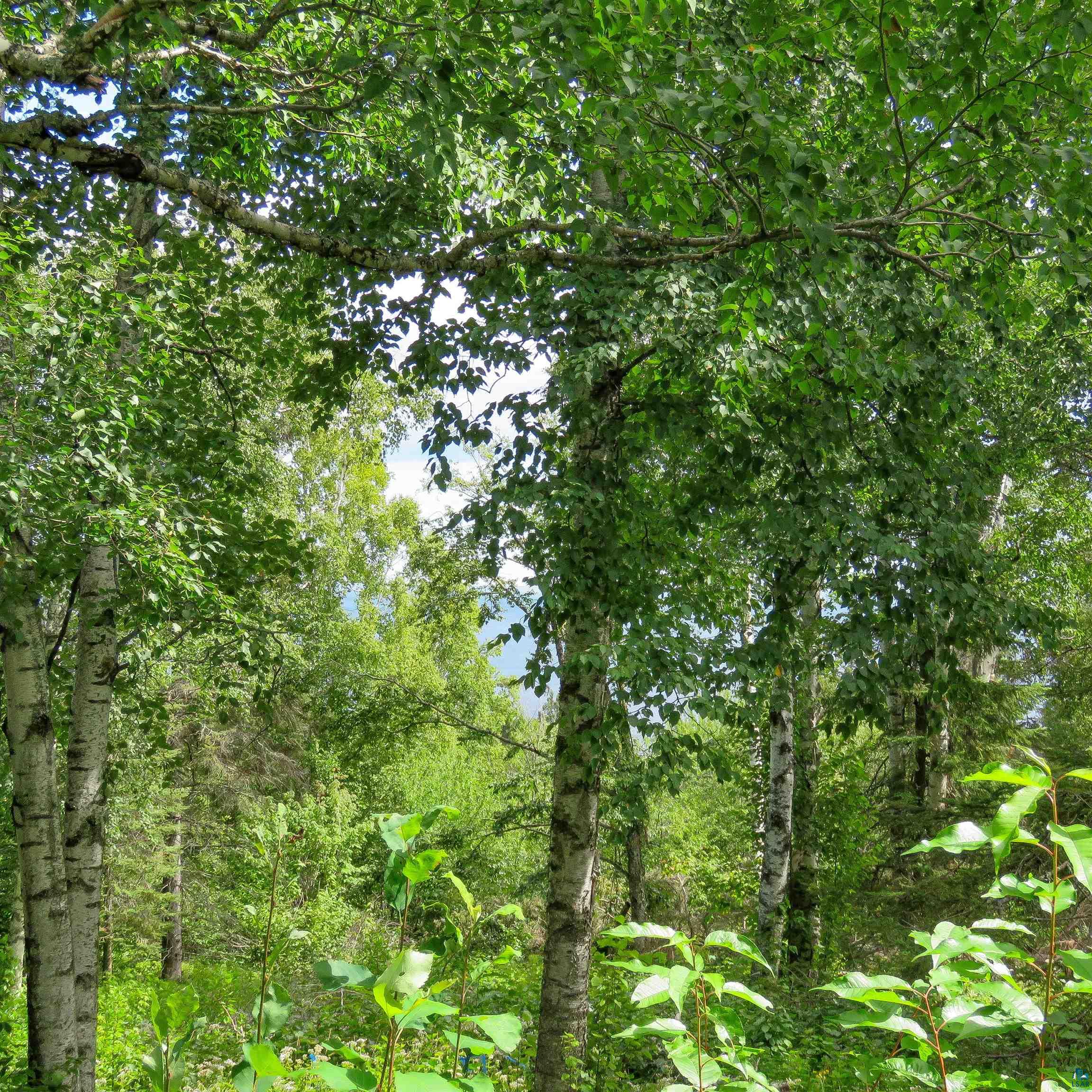 xxx Hoaglund Dr, Tofte, MN 55615 Listing Photo  32