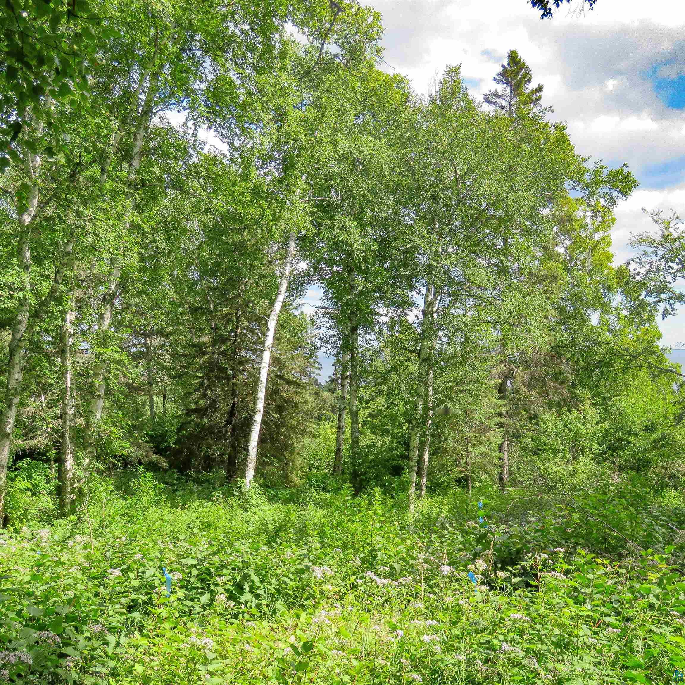 xxx Hoaglund Dr, Tofte, MN 55615 Listing Photo  7