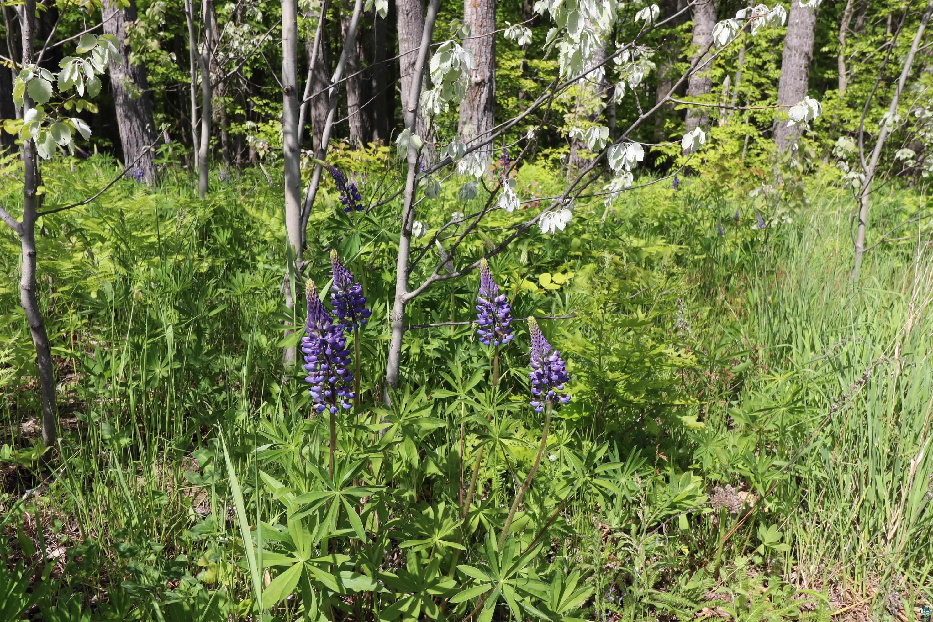 Lots 19 & 38 Eagle Run, Bayfield, WI 54814 Listing Photo  23