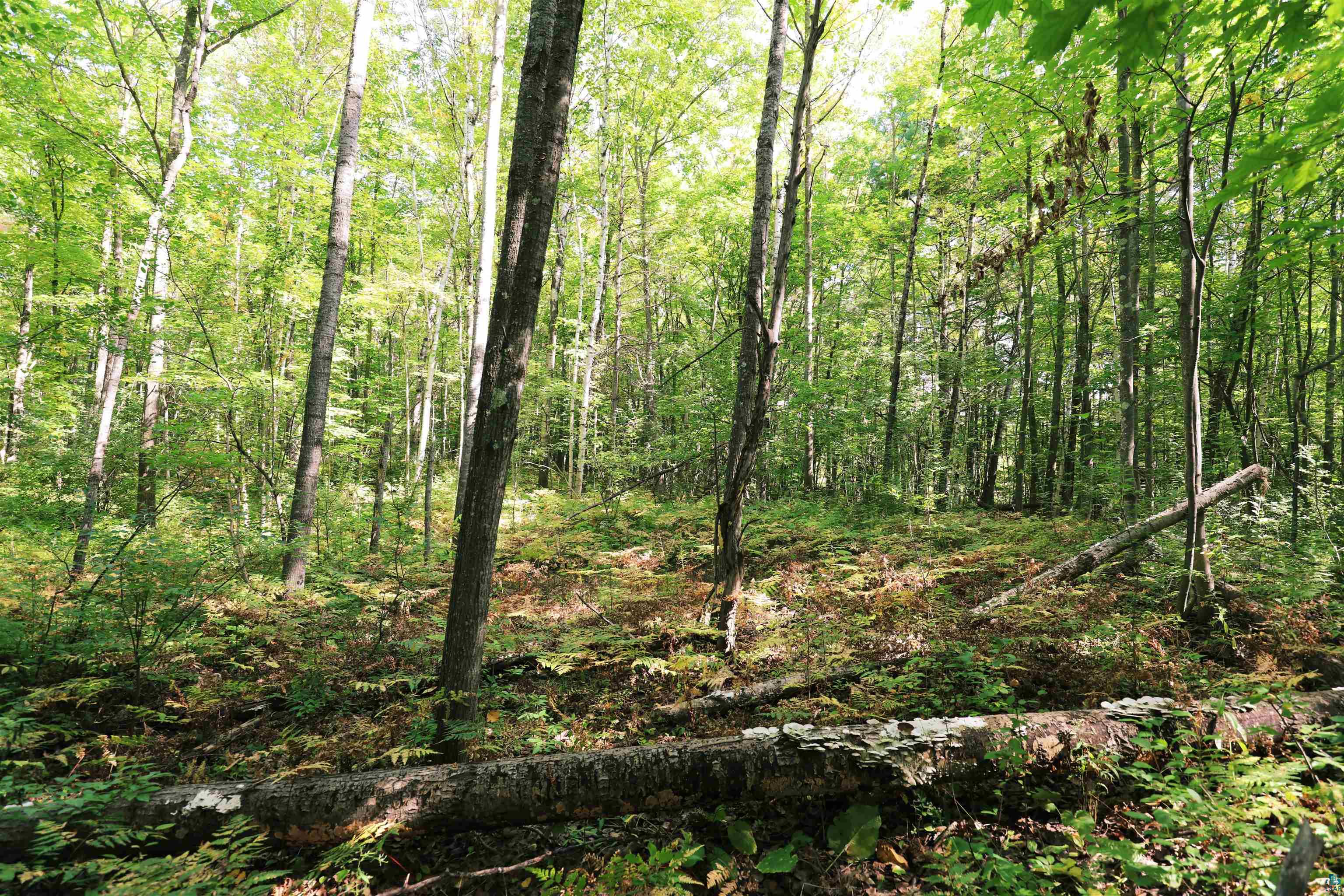 xxx County Hwy C, Washburn, WI 54891 Listing Photo  6
