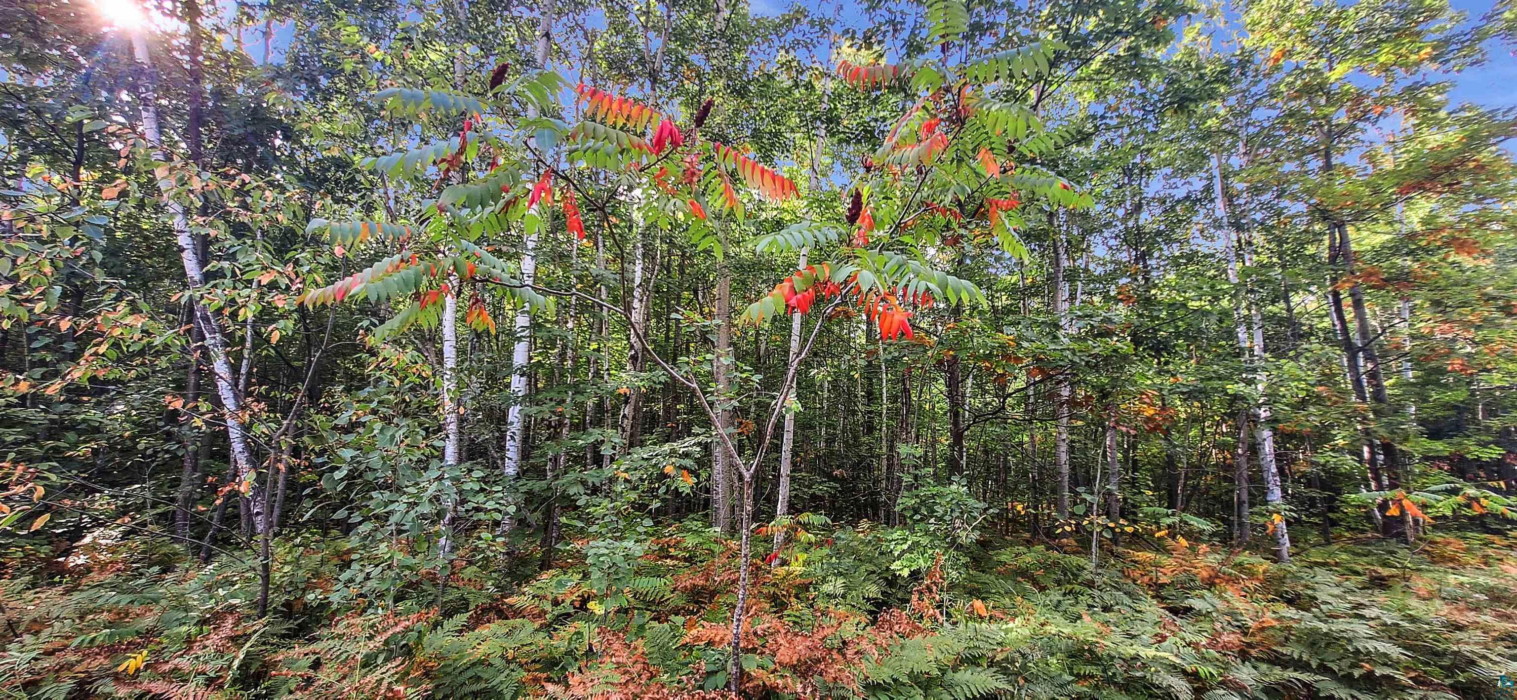 xxx Apple Hill Rd, Bayfield, WI 54814 Listing Photo  11