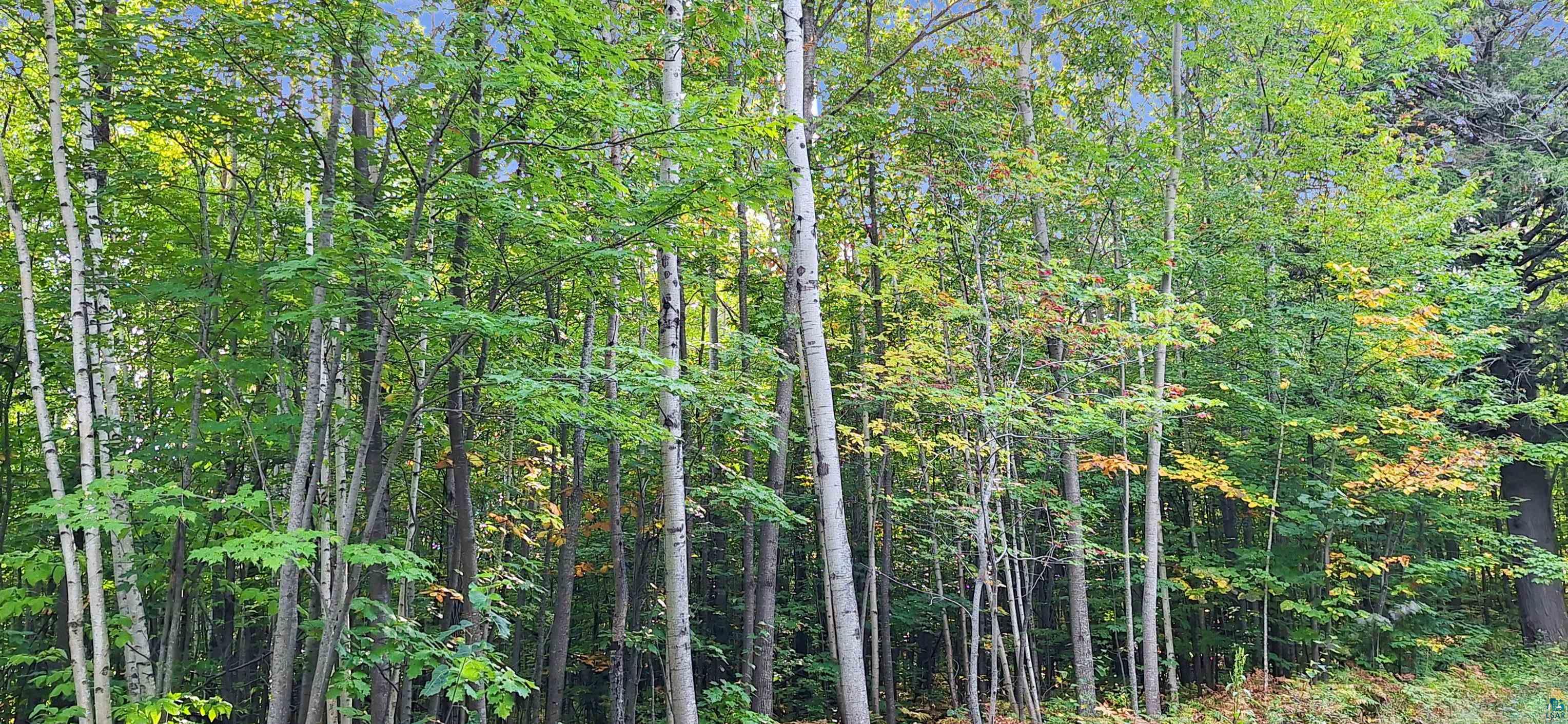 xxx Apple Hill Rd, Bayfield, WI 54814 Listing Photo  14