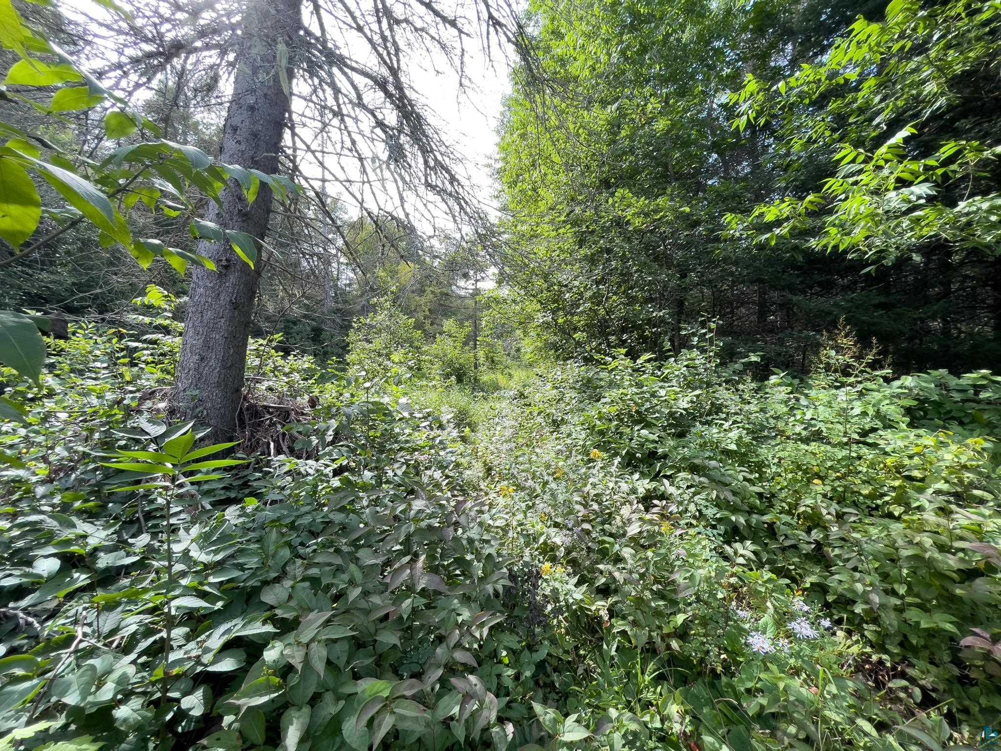 7143 HWY 1, Finland, MN 55603 Listing Photo  53
