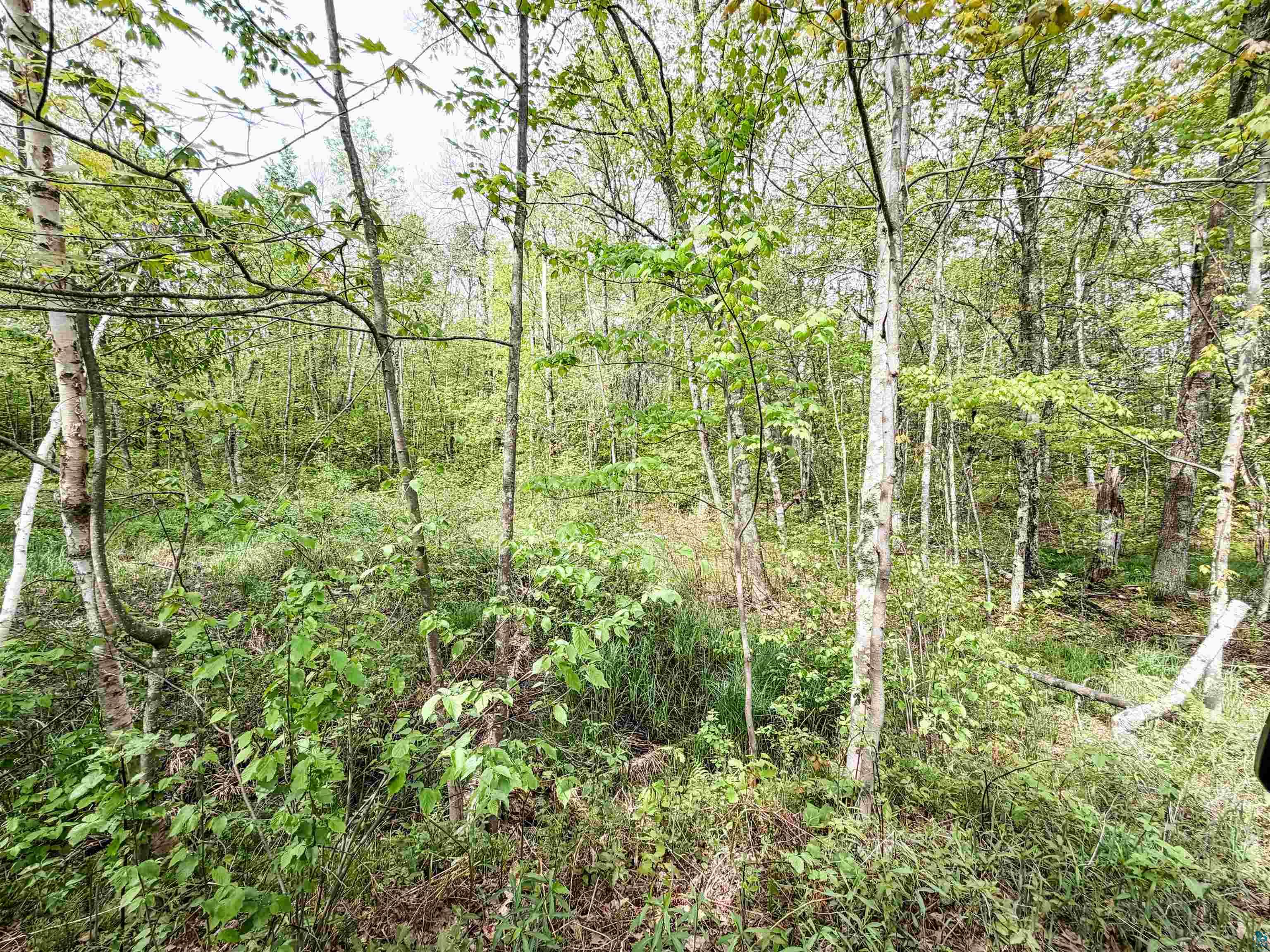 Lot 1 Peterson Rd, Wascott, WI 54859 Listing Photo  3