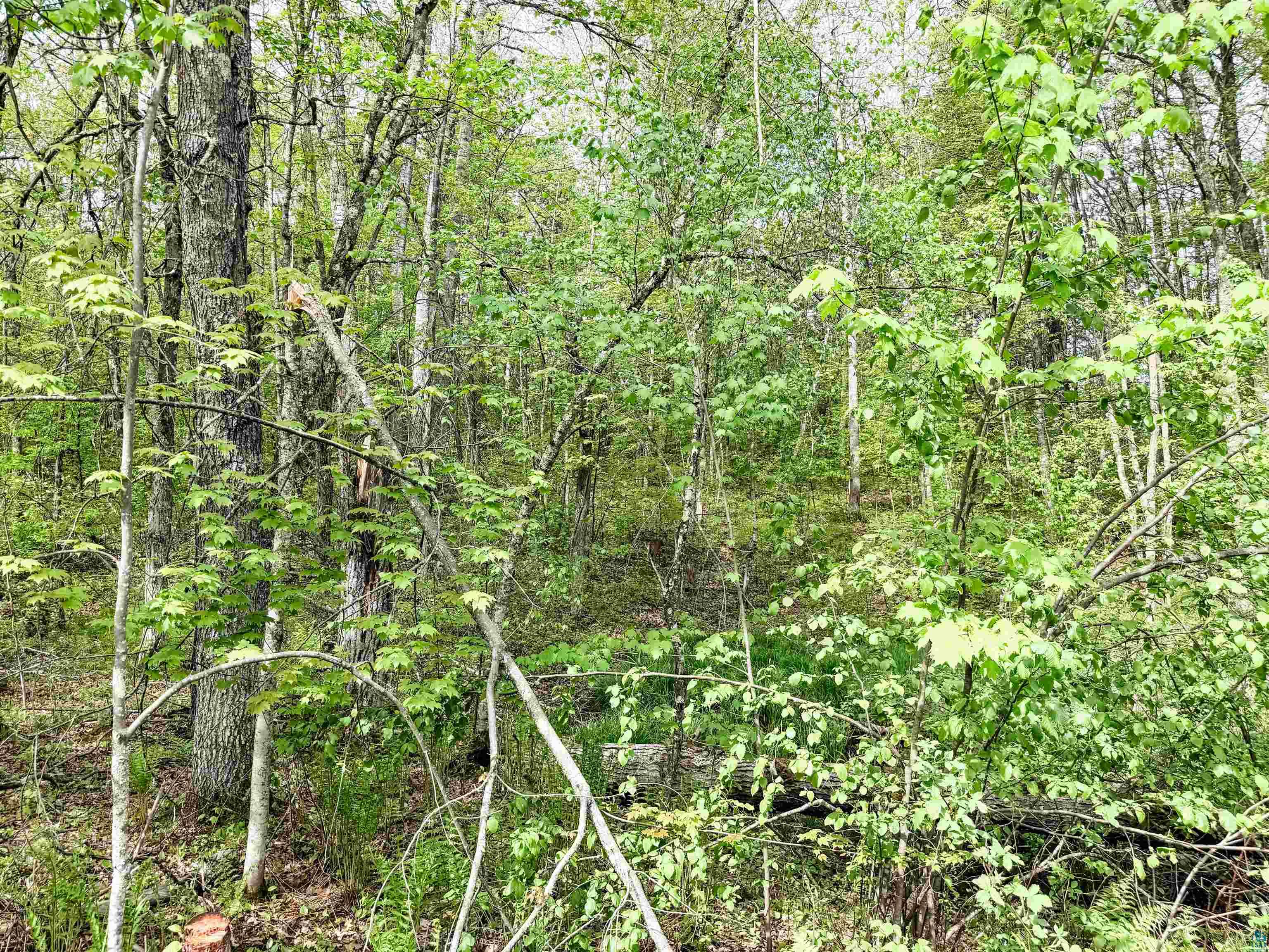 Lot 1 Peterson Rd, Wascott, WI 54859 Listing Photo  6