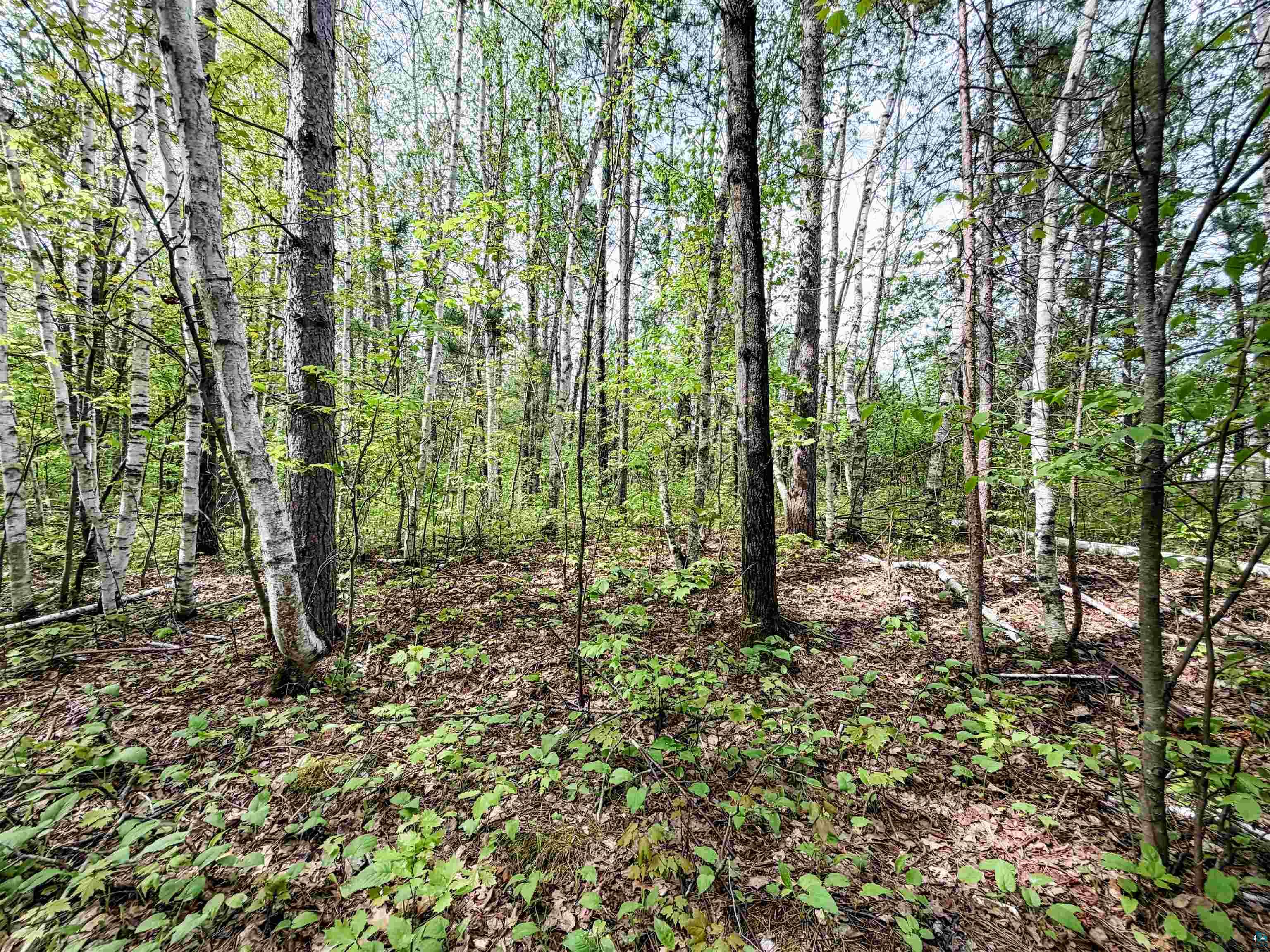 Lot 1 Peterson Rd, Wascott, WI 54859 Listing Photo  9