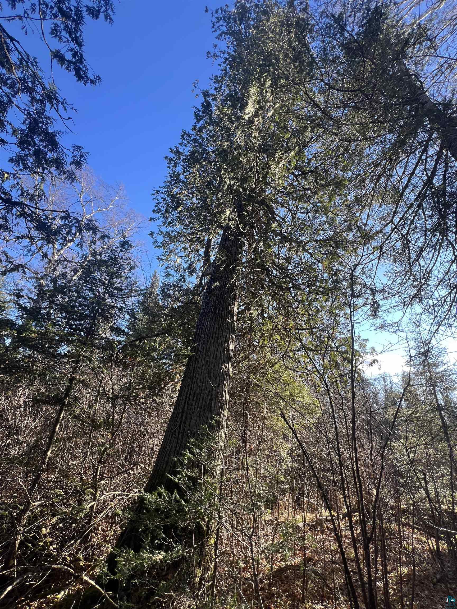 TBD Heffelfinger Tr, Finland, MN 55603 Listing Photo  20