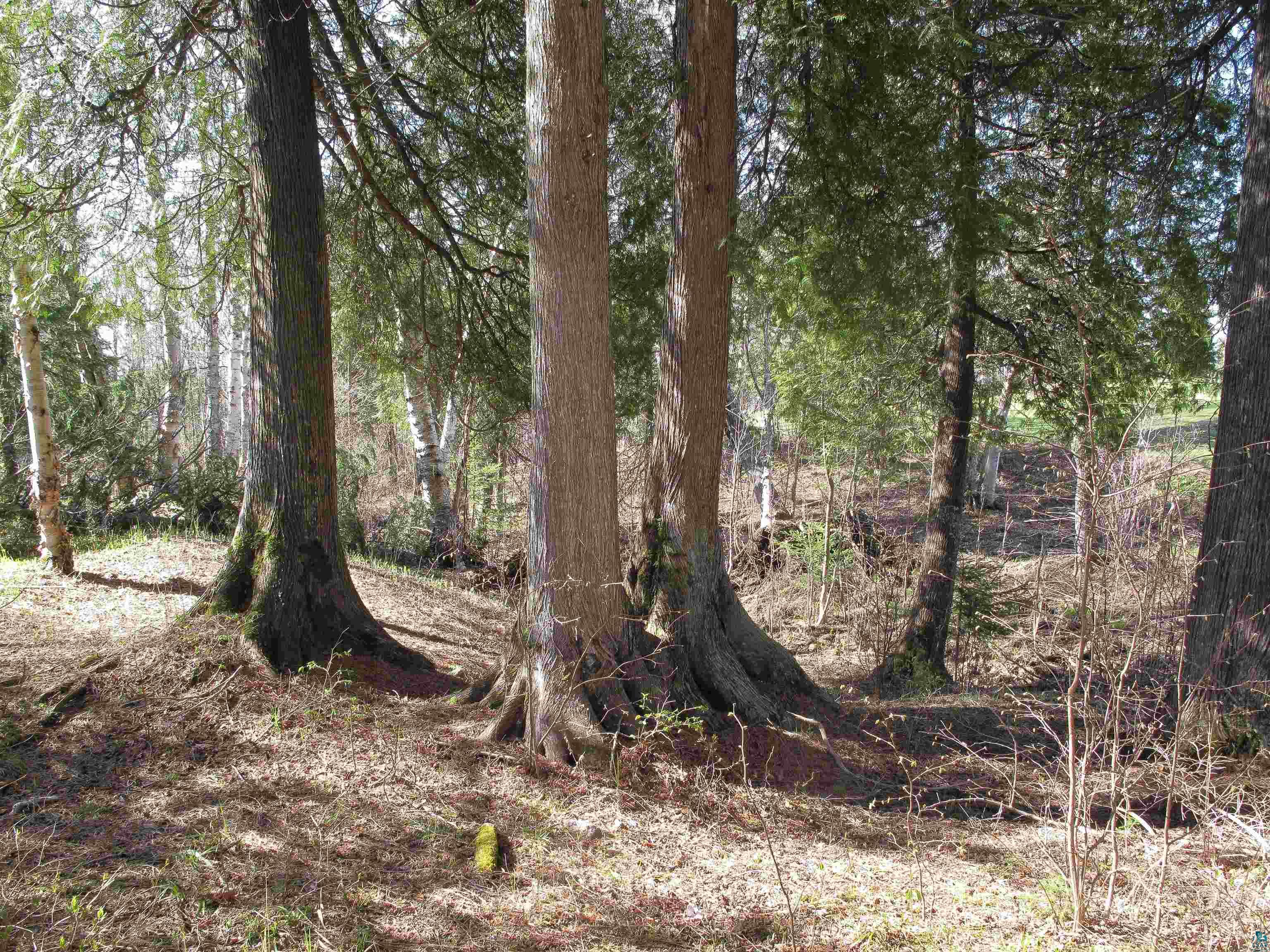 YYY Big Cedar Trl, Lutsen, MN 55612 Listing Photo  14