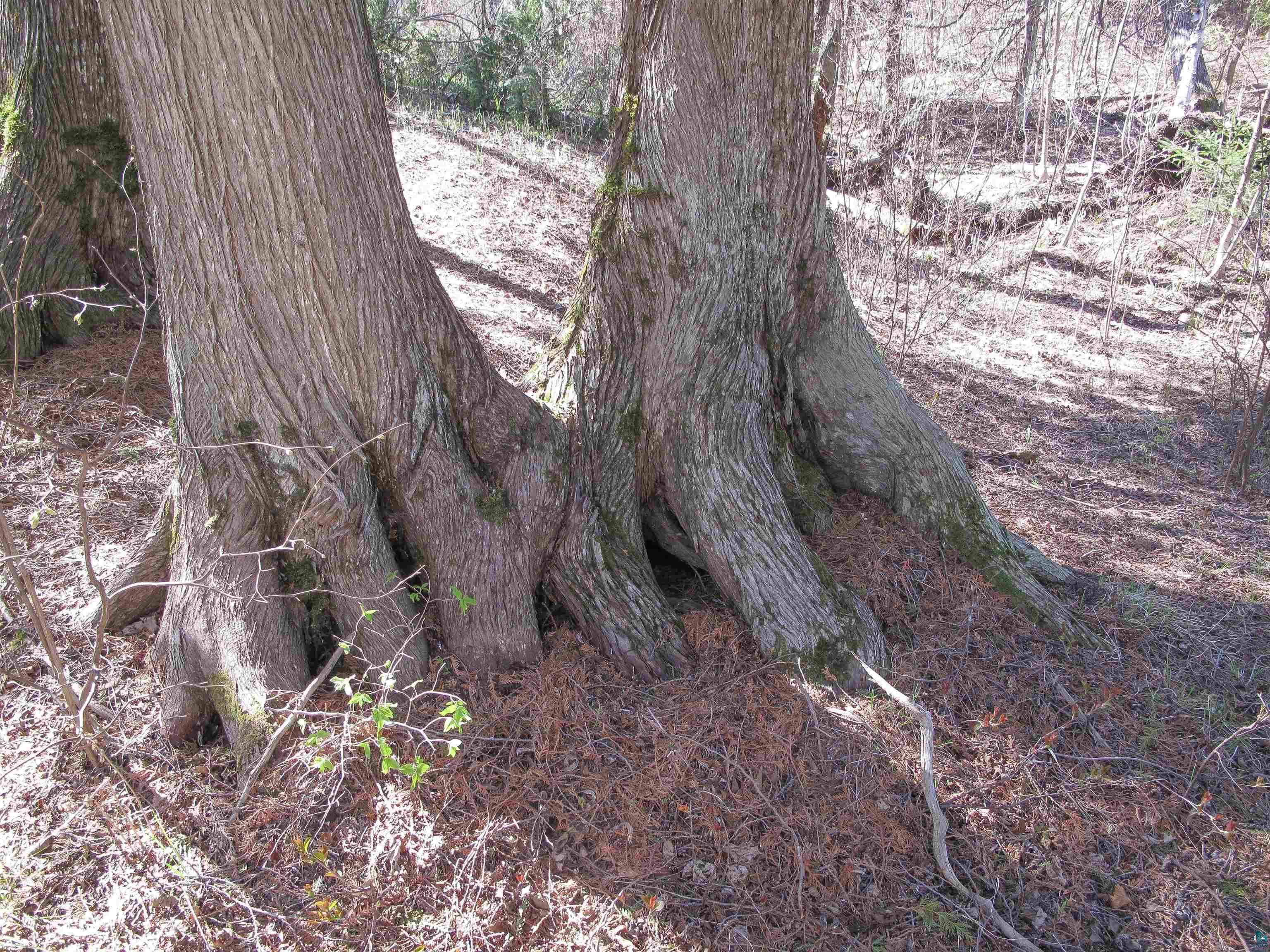 YYY Big Cedar Trl, Lutsen, MN 55612 Listing Photo  17