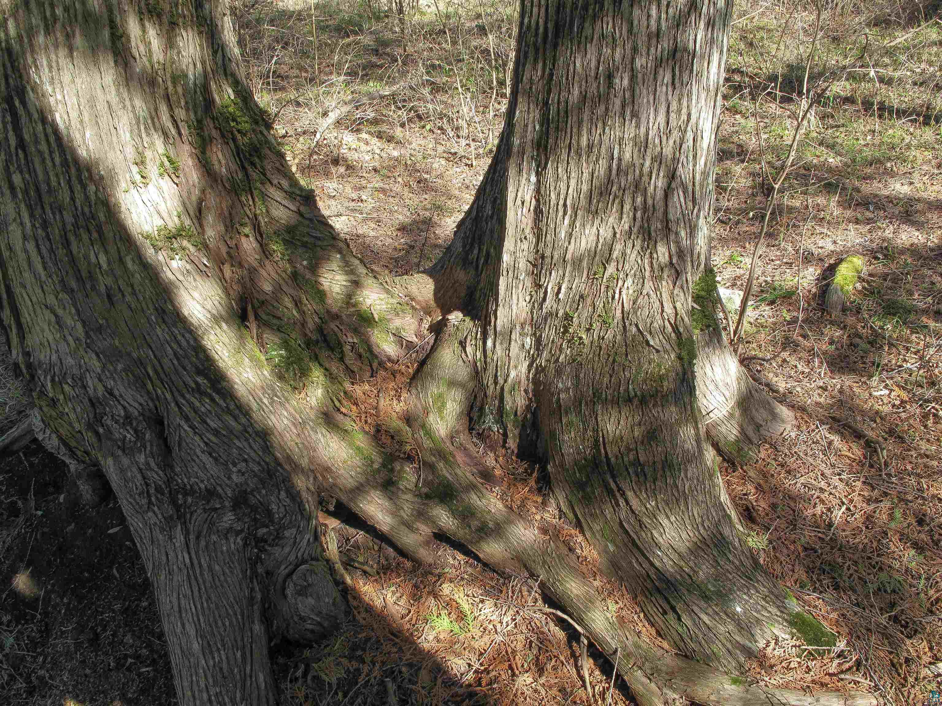 YYY Big Cedar Trl, Lutsen, MN 55612 Listing Photo  18