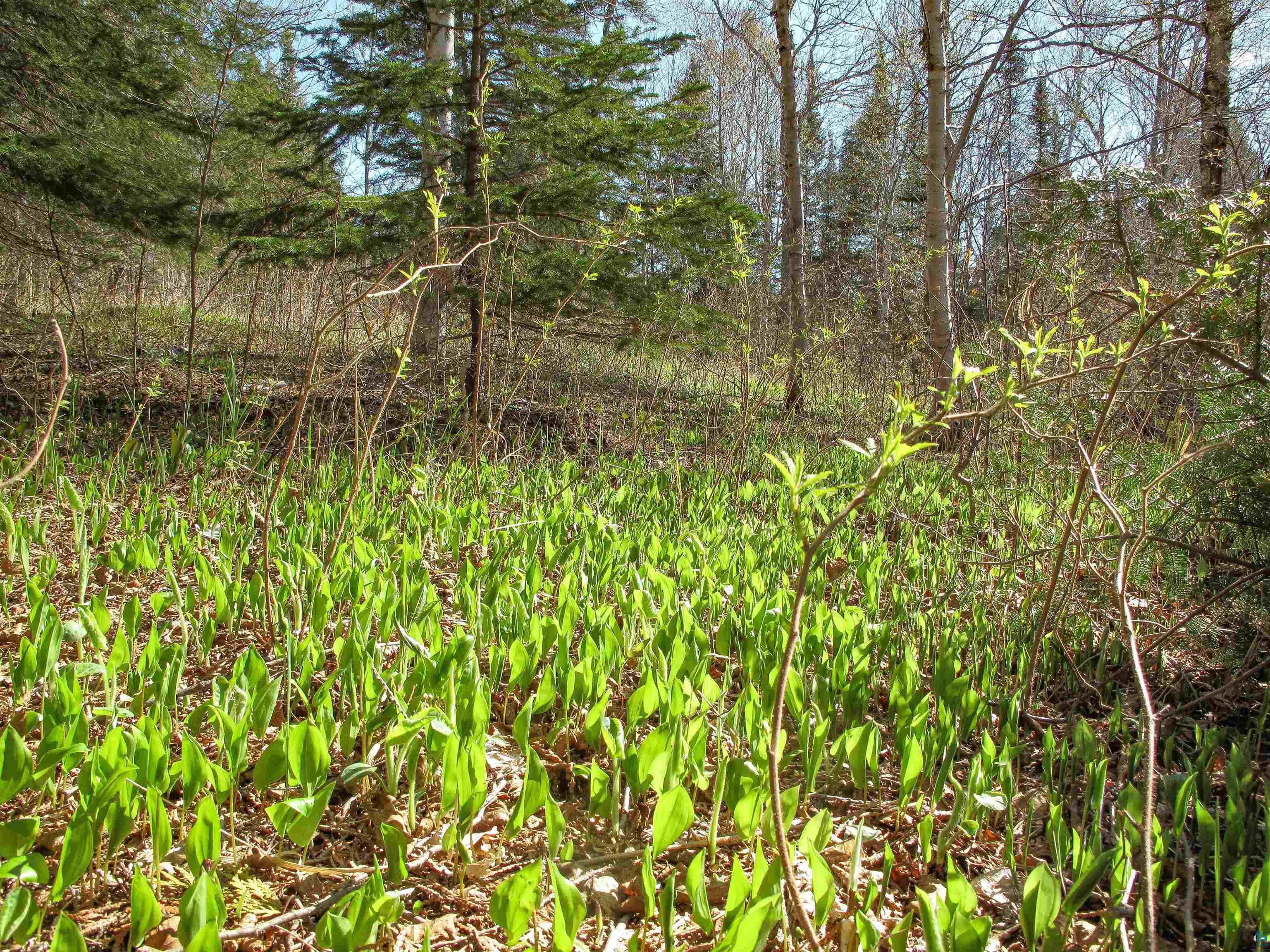 YYY Big Cedar Trl, Lutsen, MN 55612 Listing Photo  20