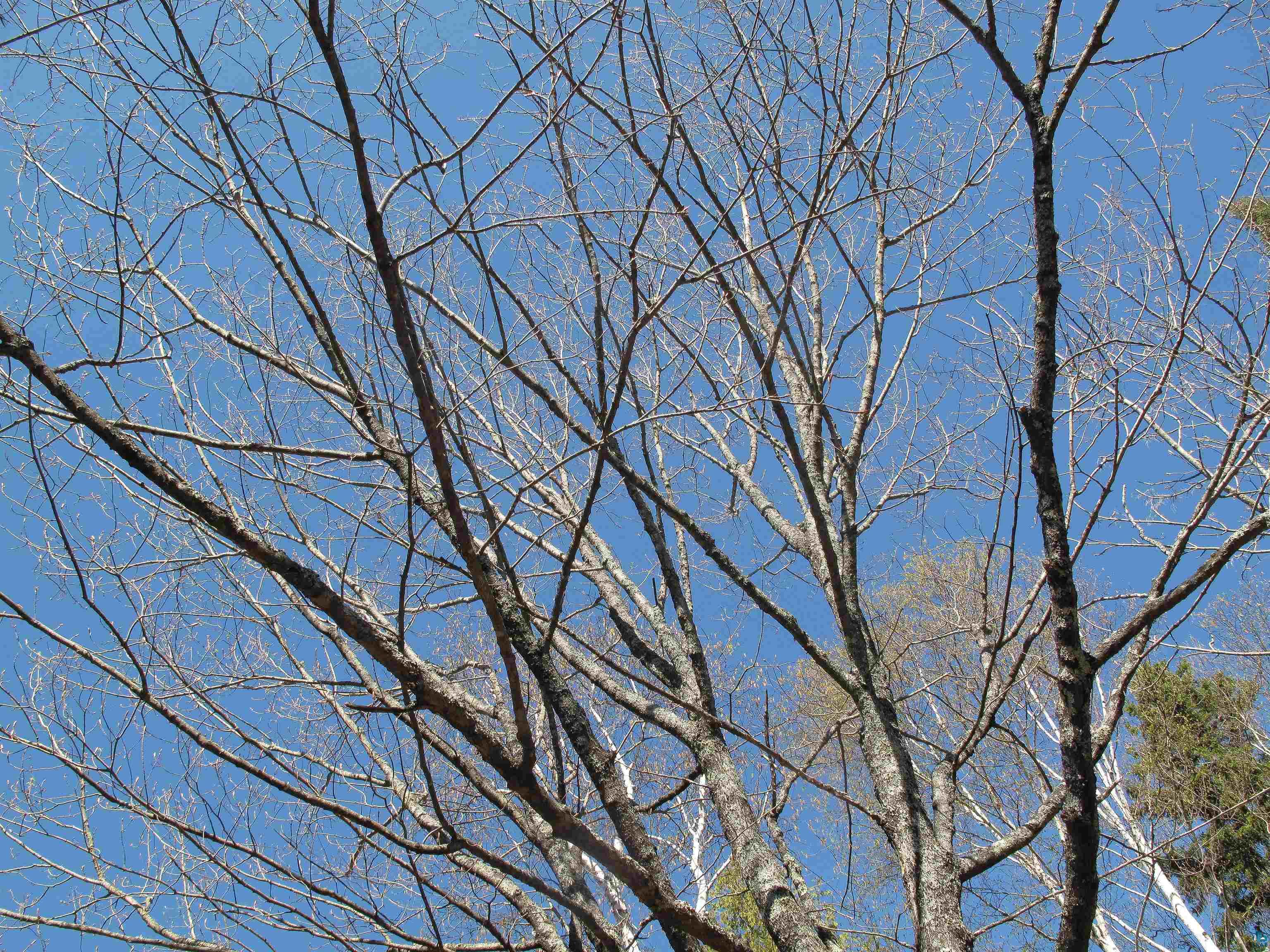 YYY Big Cedar Trl, Lutsen, MN 55612 Listing Photo  3