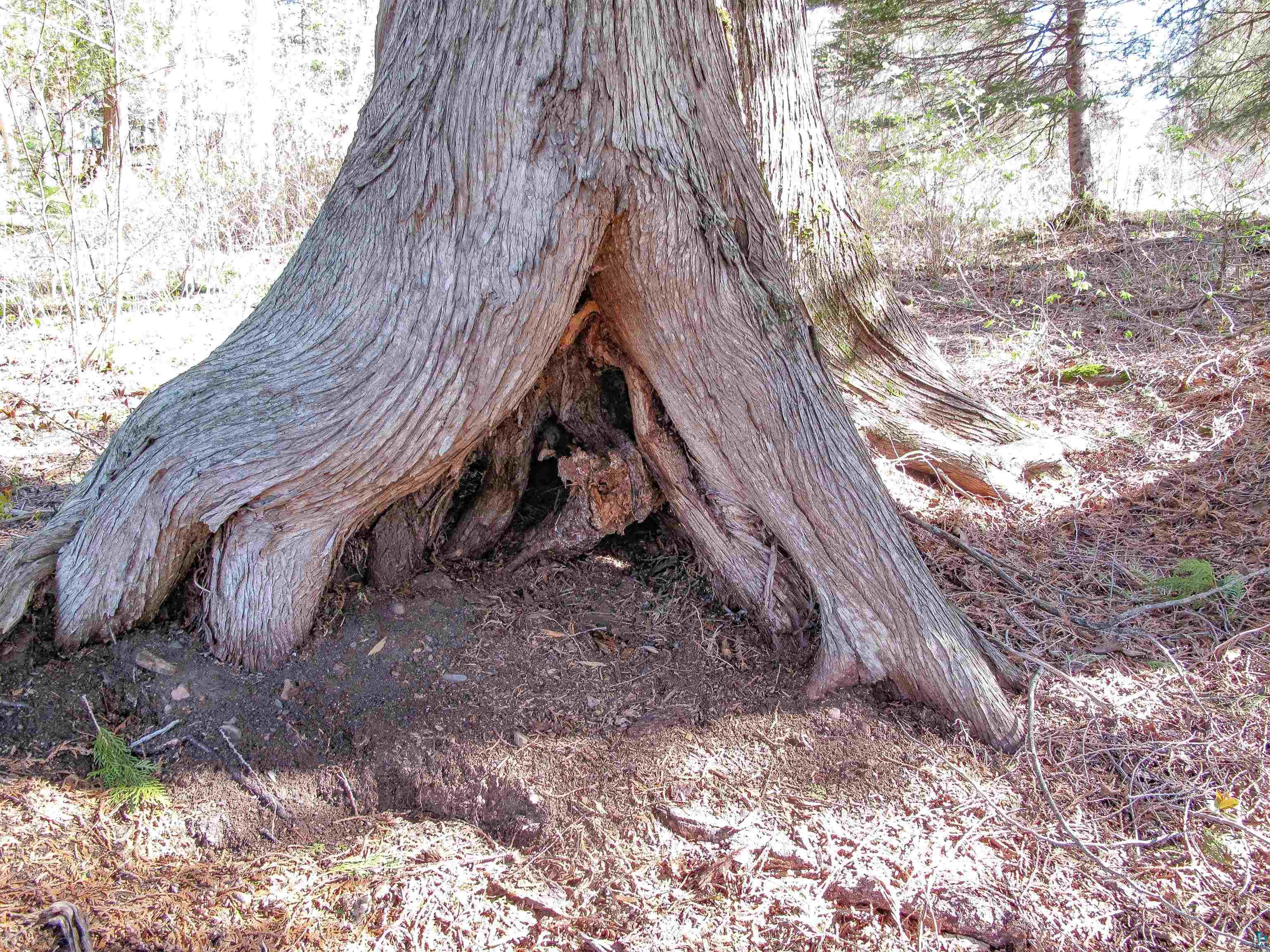 YYY Big Cedar Trl, Lutsen, MN 55612 Listing Photo  25